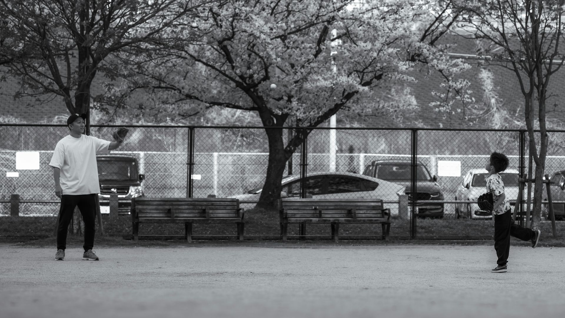 Father and son playing baseball under blooming trees.