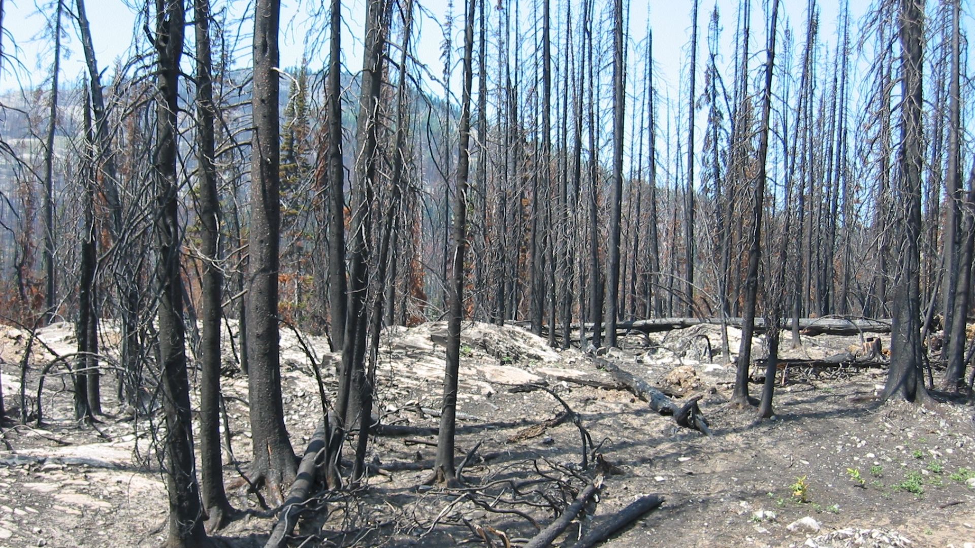 File:Forest fire aftermath.jpg