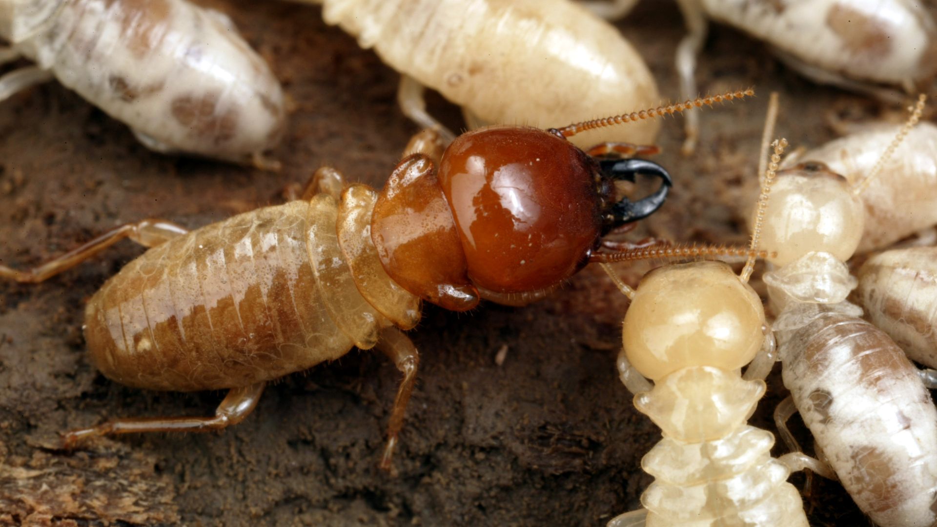 File:CSIRO ScienceImage 3639 Mastotermes darwiniensis Giant Northern Termite.jpg