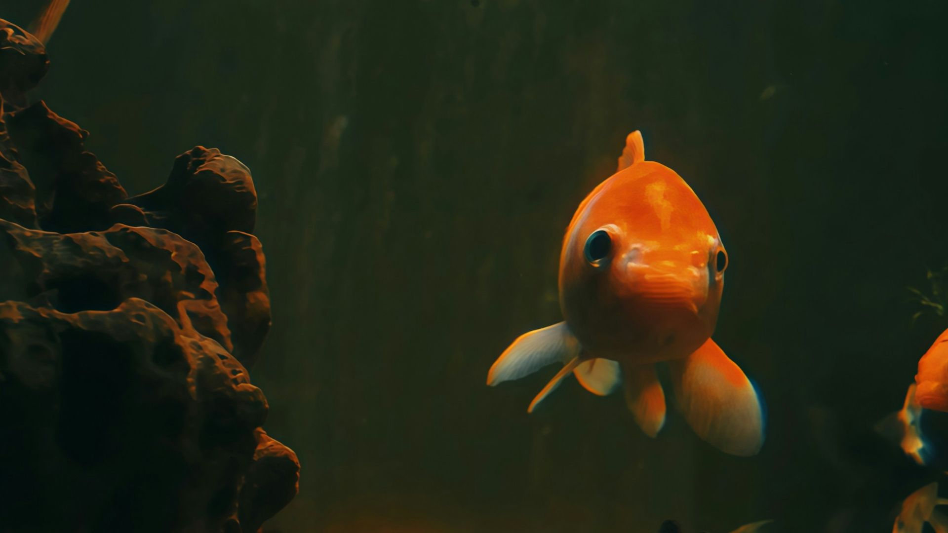 Goldfish swimming in a dimly lit aquarium.