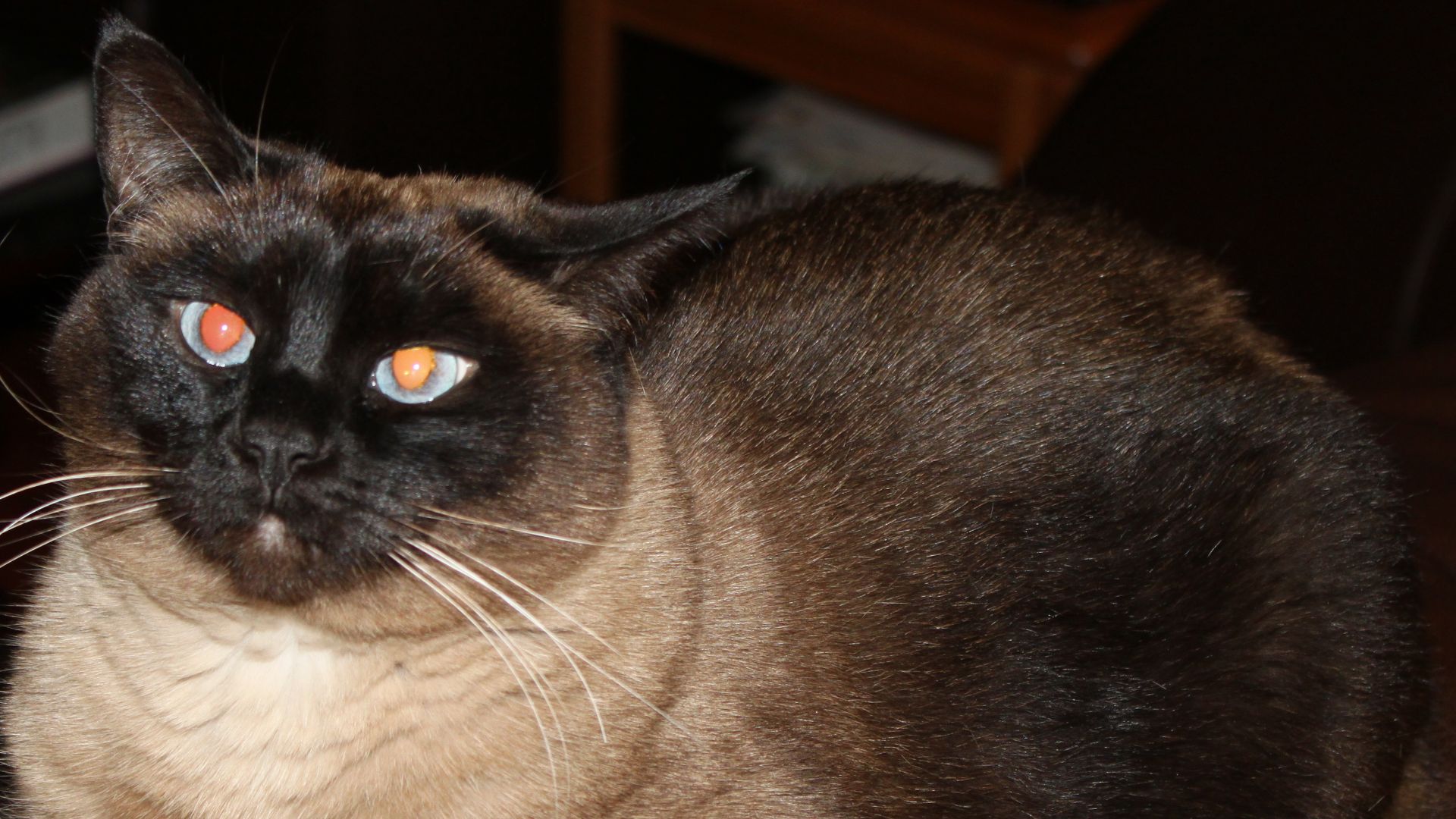 File:A traditional Seal Point Siamese Cat.jpg