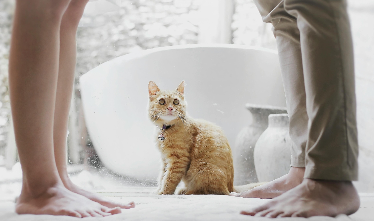 Tabby Cat Between People