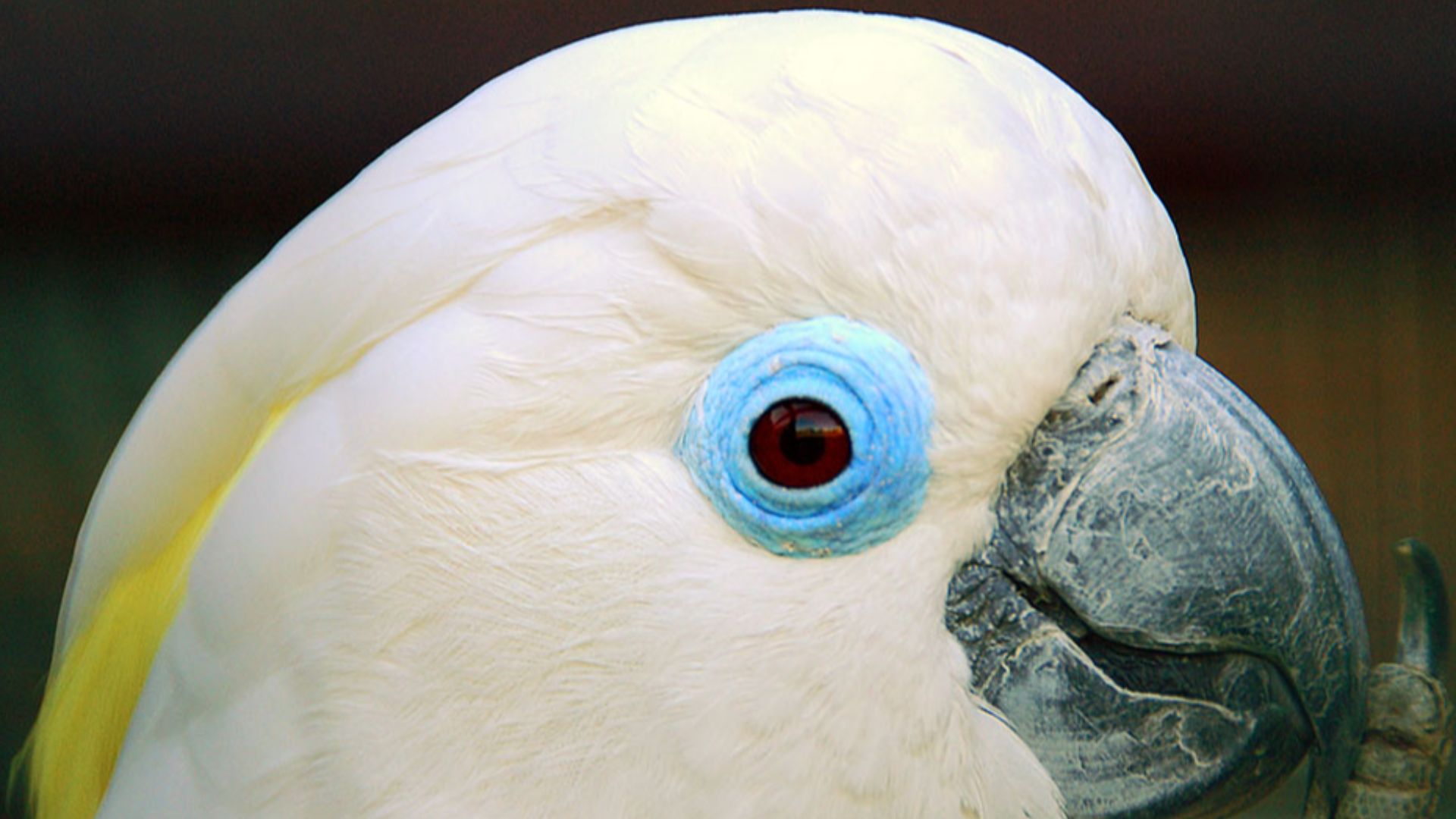 File:Cacatua ophthalmica -Vogelpark Walsrode -upper body-8a.jpg