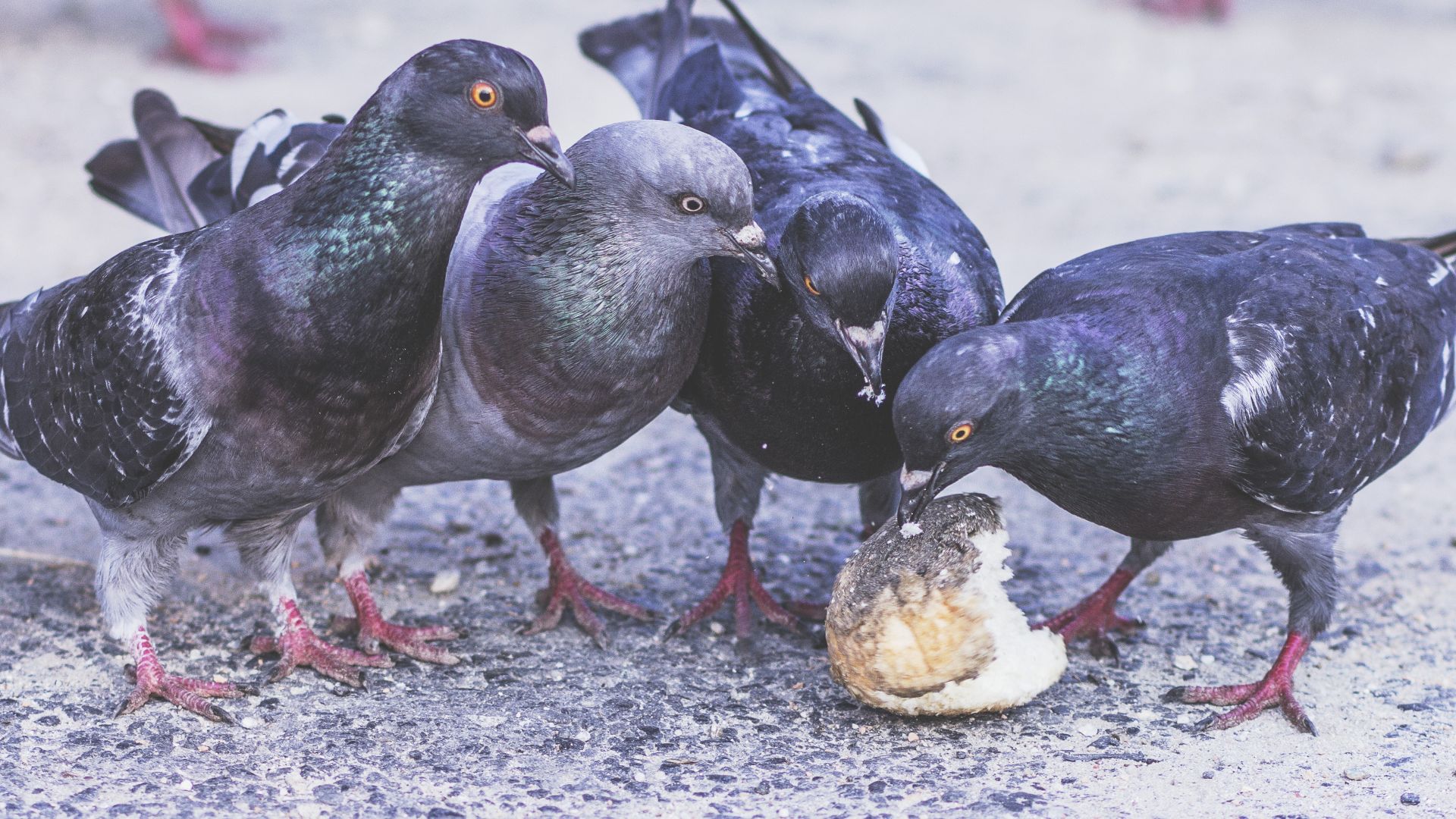 File:Birds On A Lunch Break (Unsplash).jpg