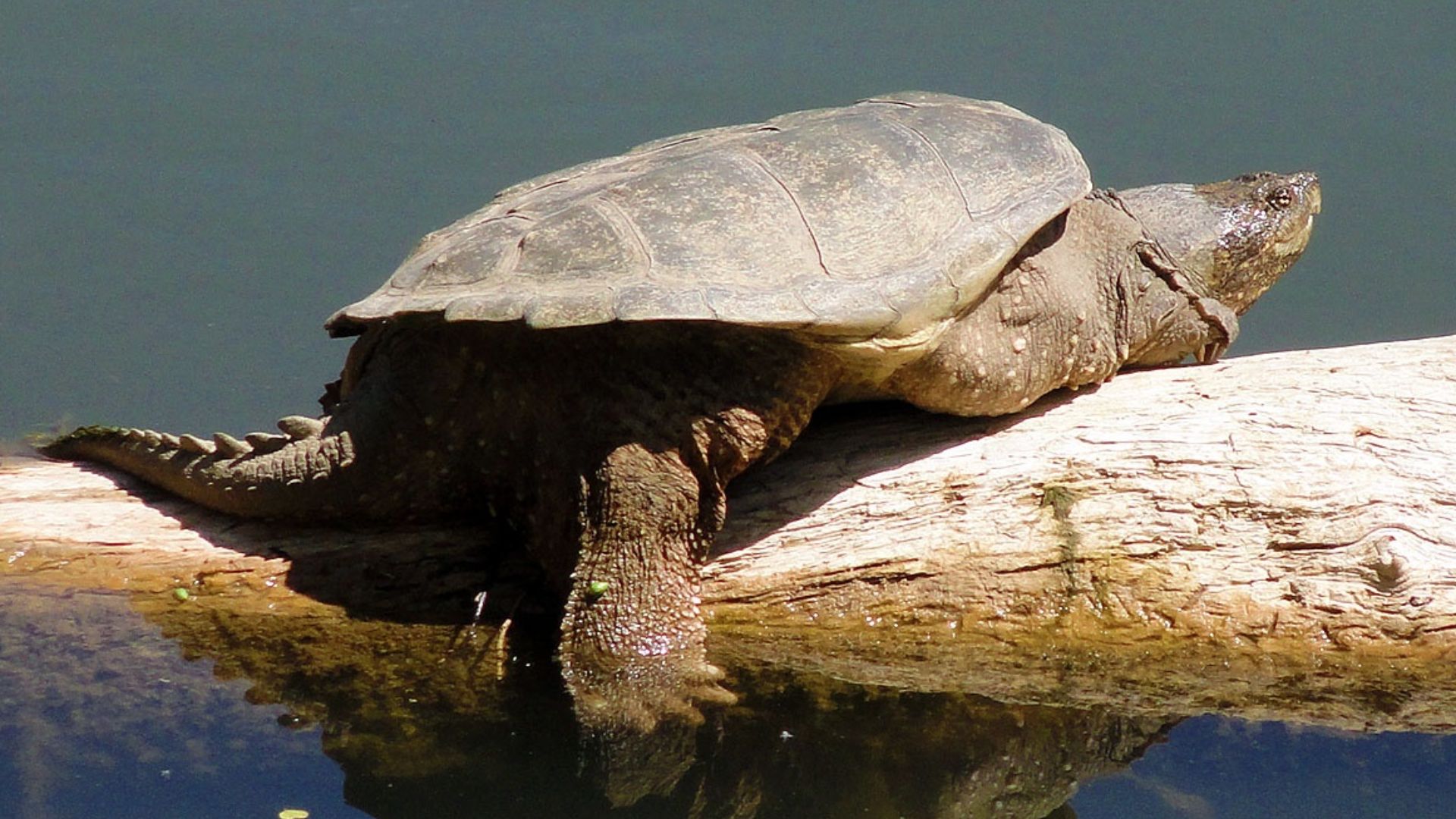 File:Common Snapping Turtle (Chelydra serpentina).jpg