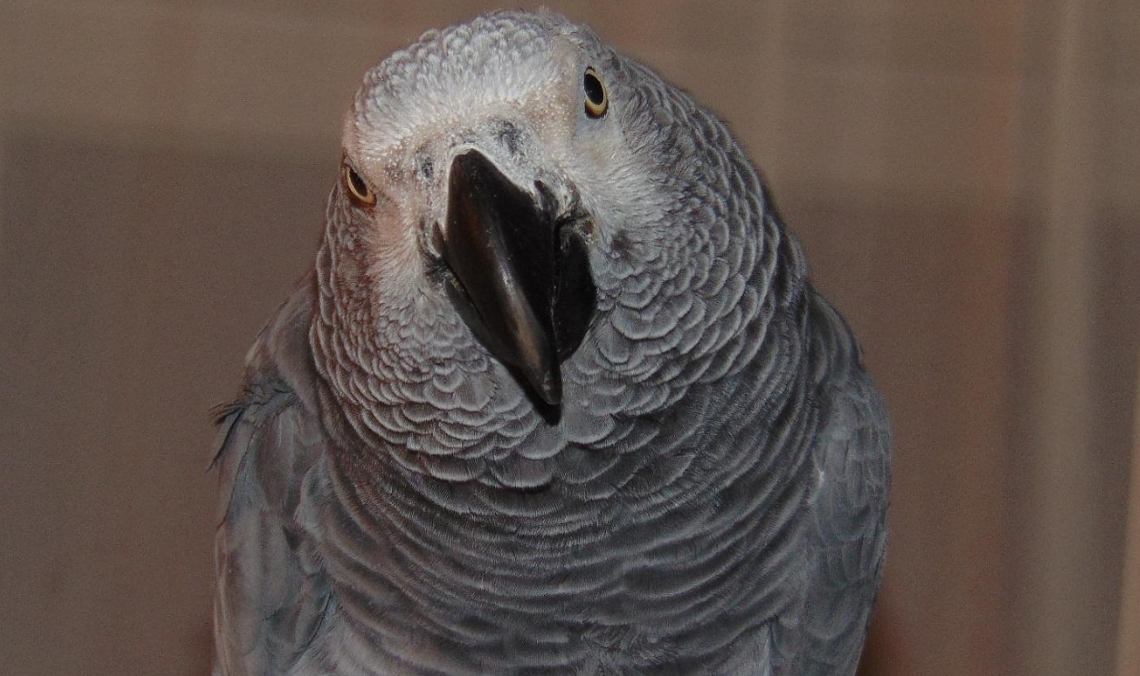 African Grey Parrot African Grey