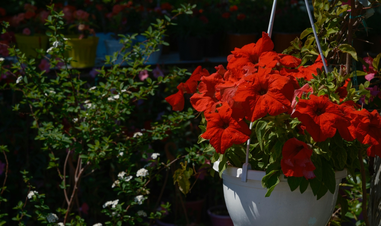 Beautiful Flowers In The Garden