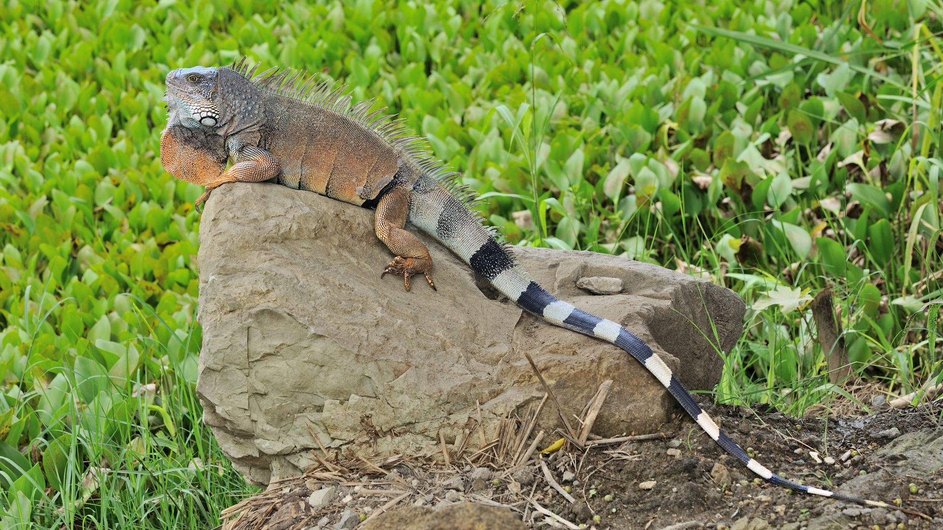 File:Iguana iguana Portoviejo 01.jpg