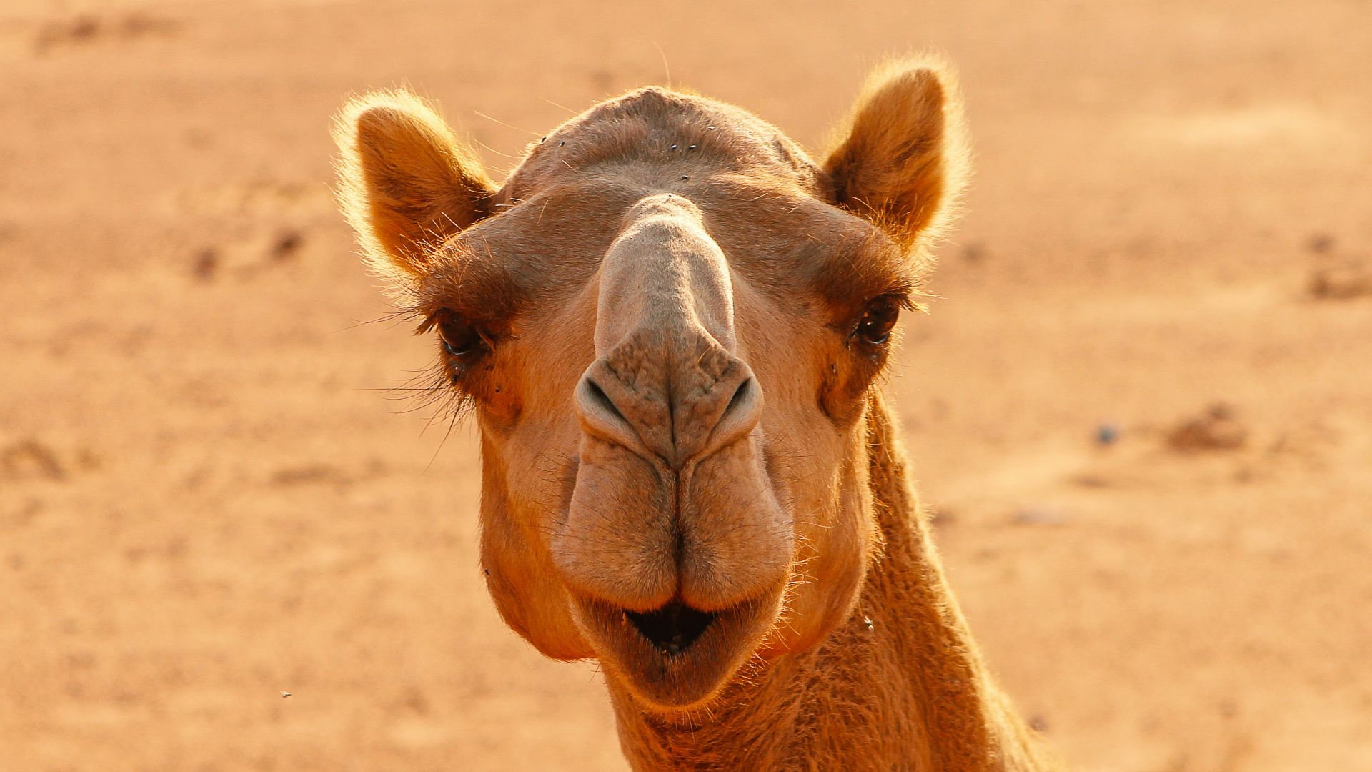a close up of a camel in the desert