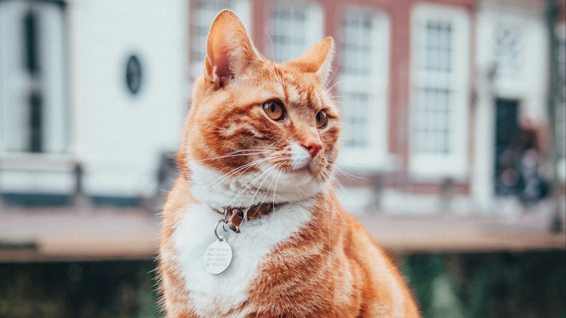 selective focus photography of orange and white tabby cat