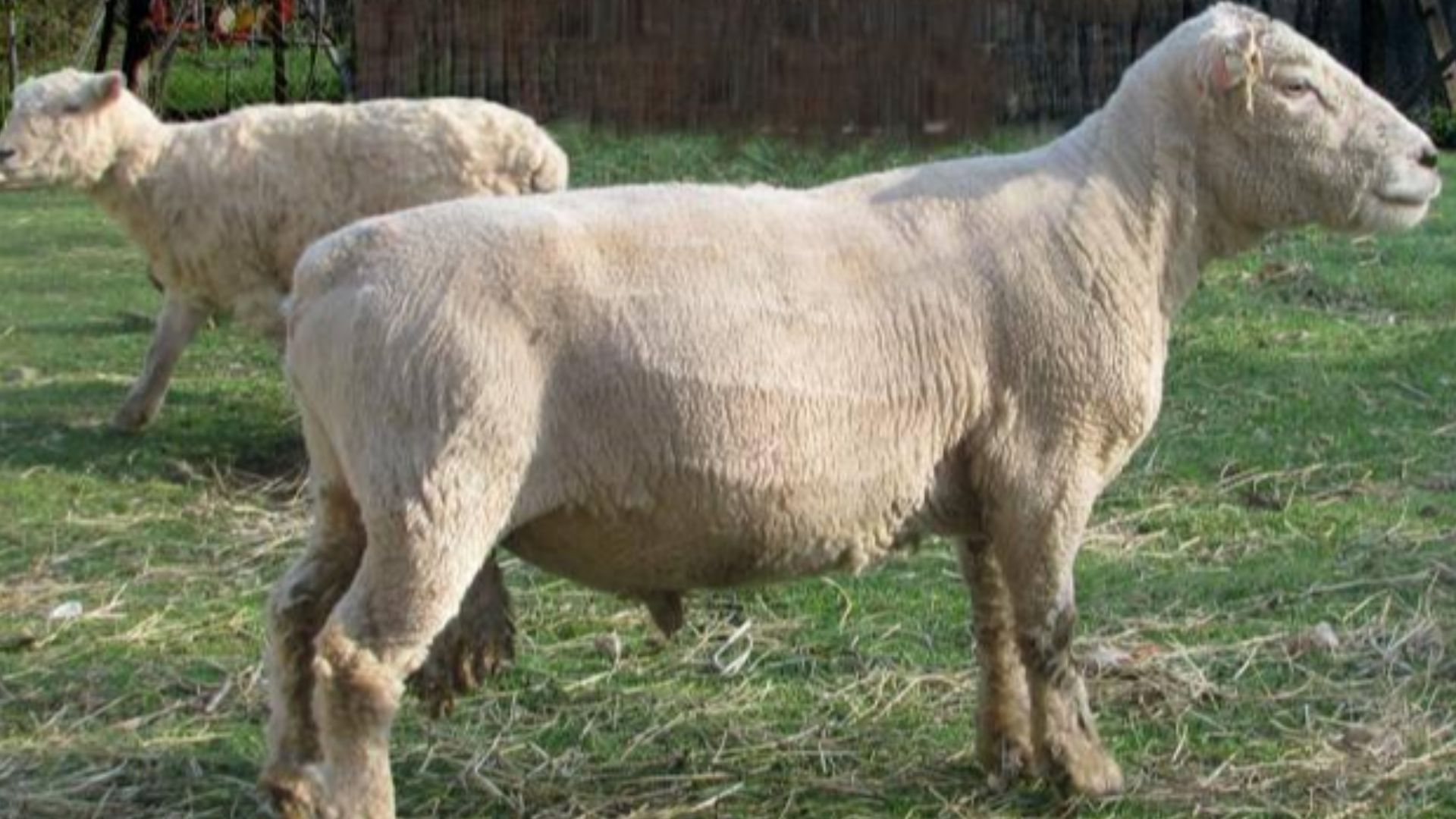 File:6th Happiness-Alan diGangi-Babydoll Sheep Ram Poppy 002.jpg