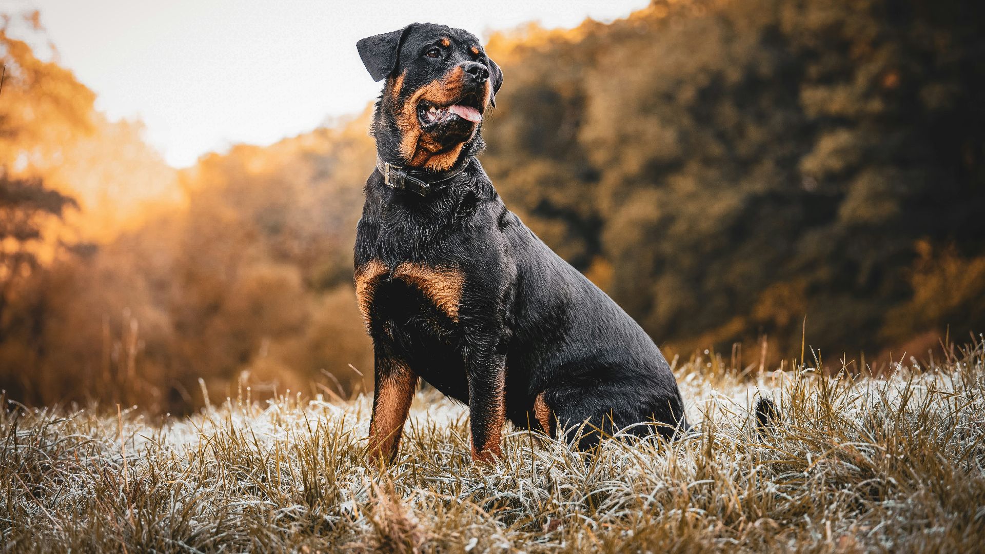 a dog standing in a field