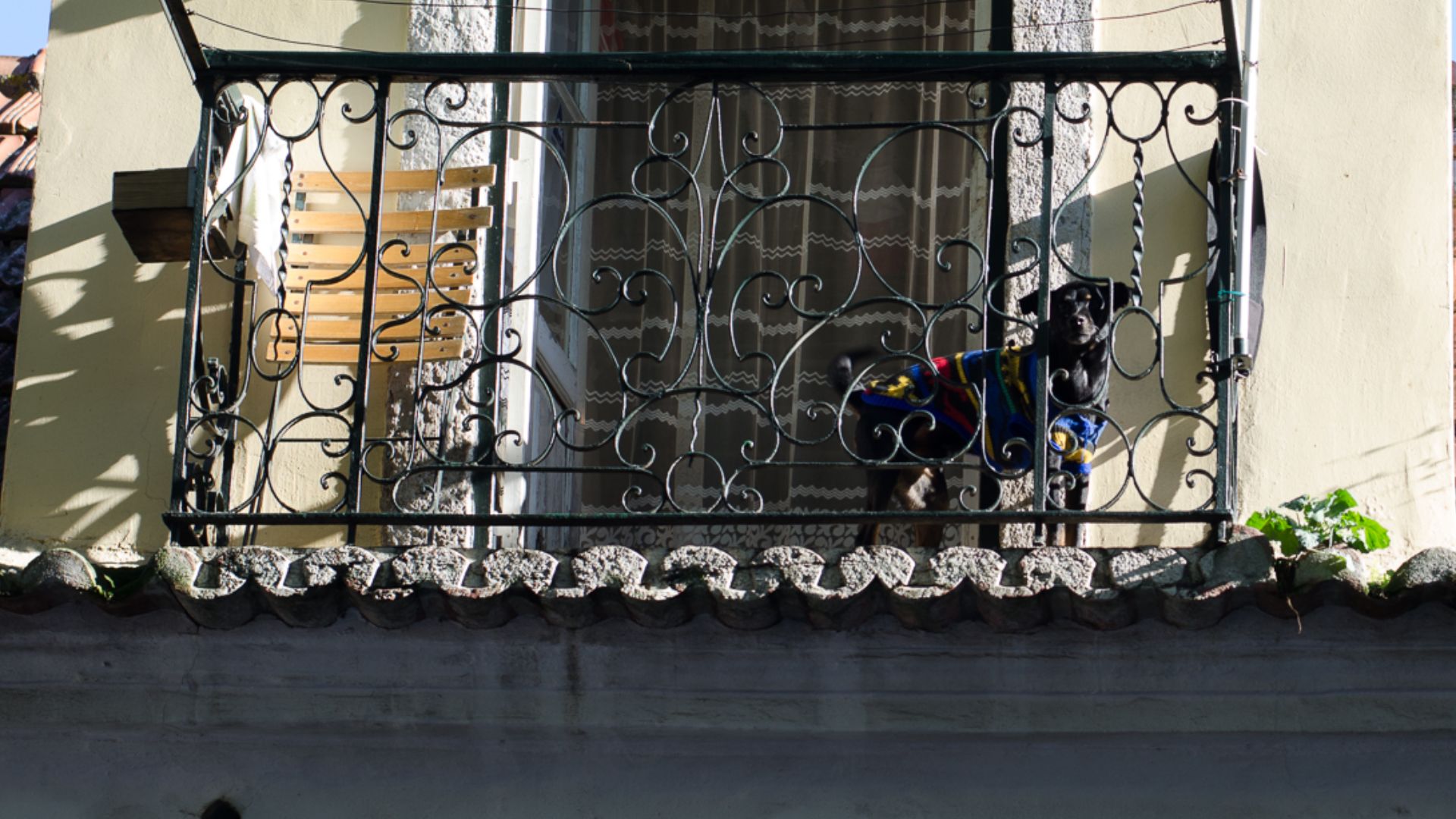 File:Dog on a balcony (8218134702).jpg