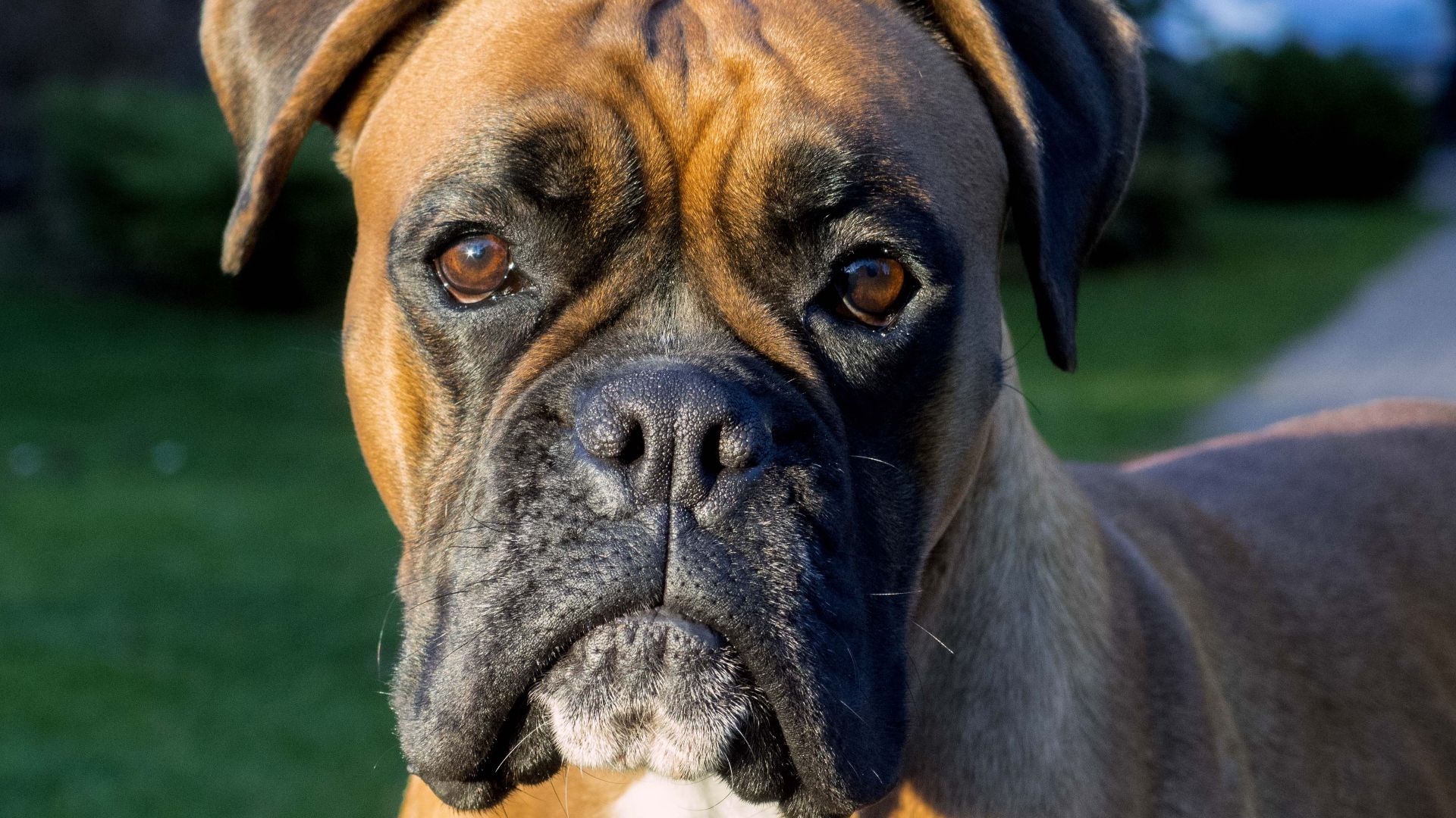 File:A front view of the face of the boxer dog breed.jpg