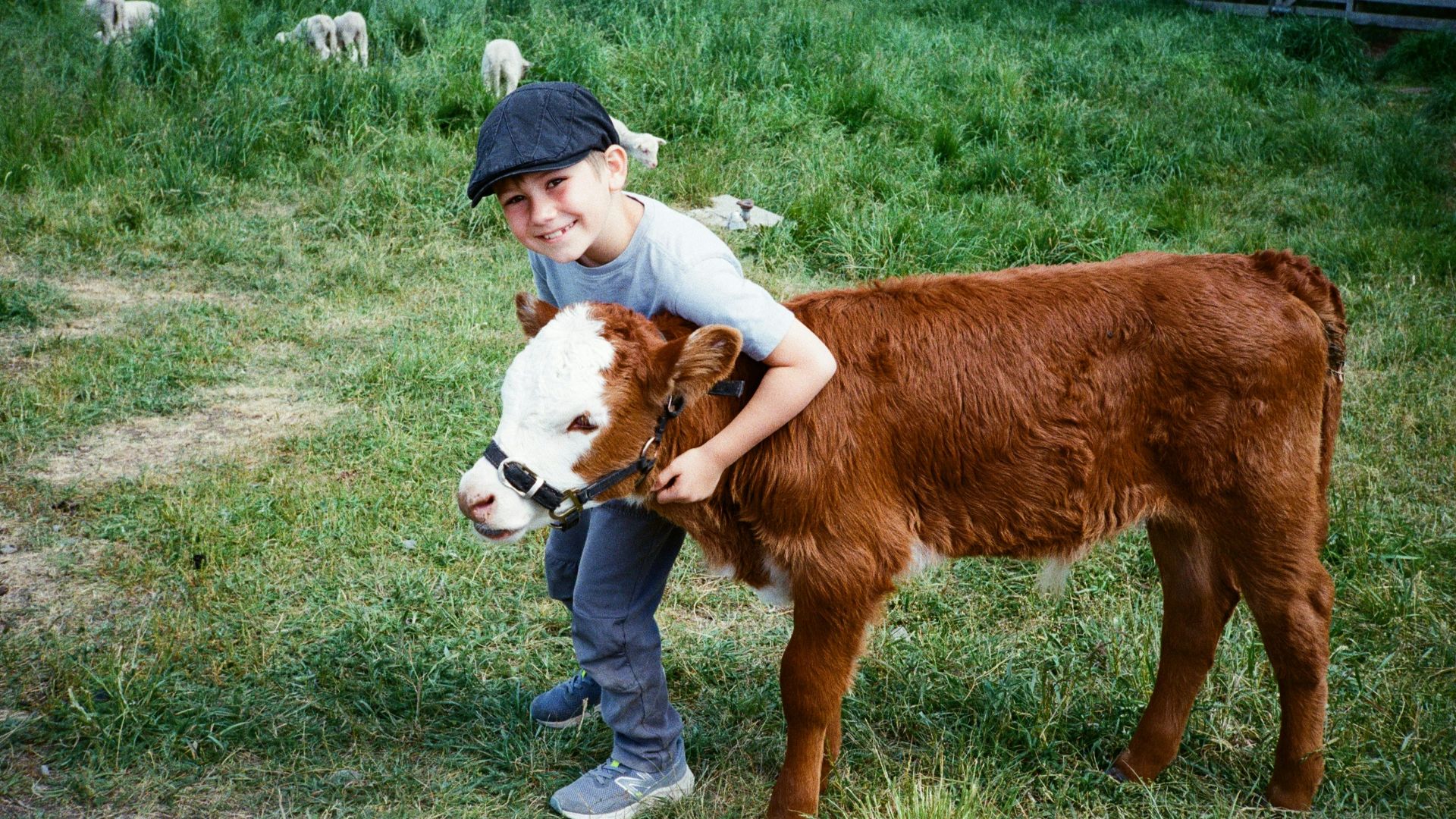 Boy hugging a calf in a grassy field.