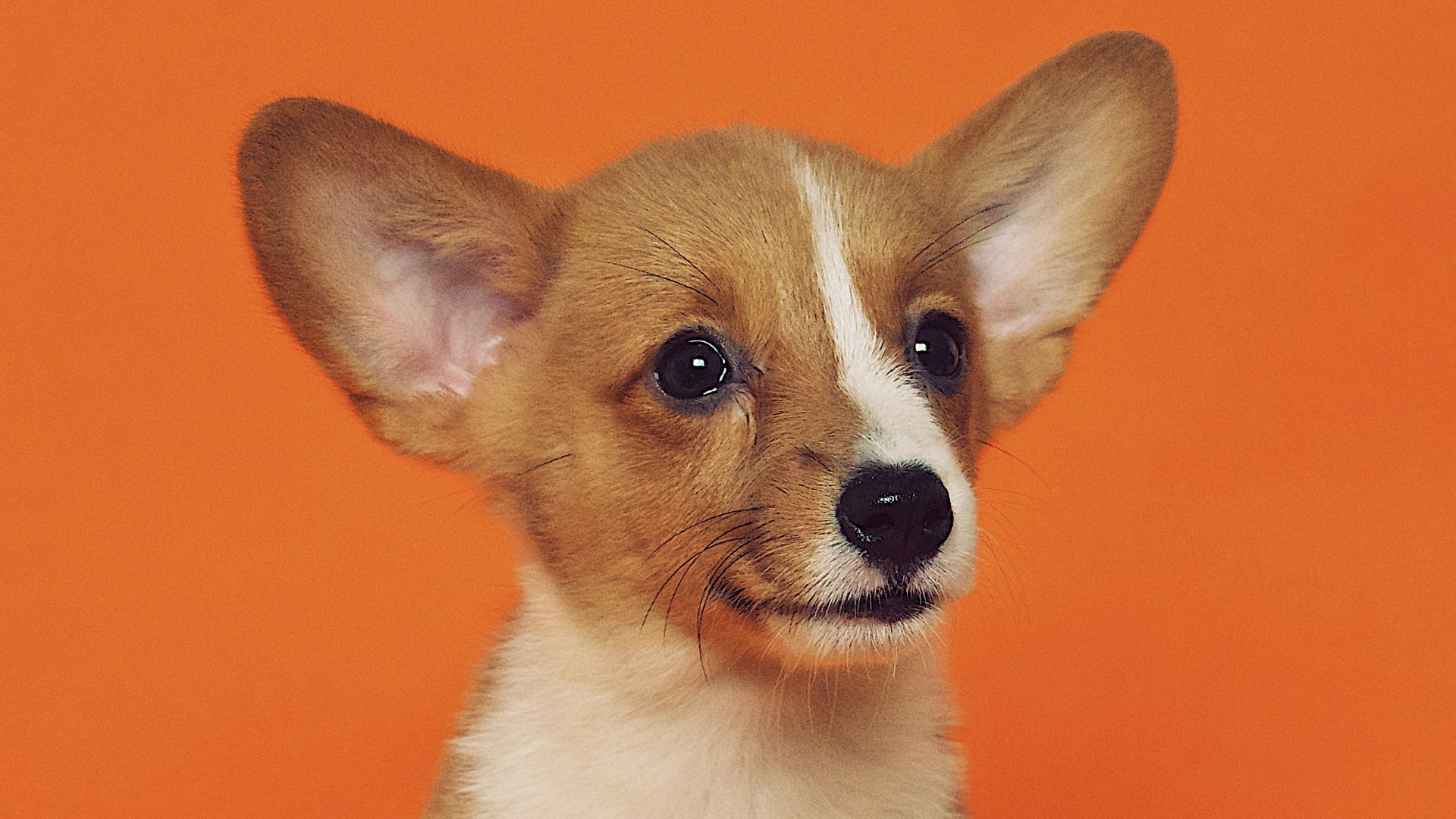 short-coated brown and white puppy sitting on floor