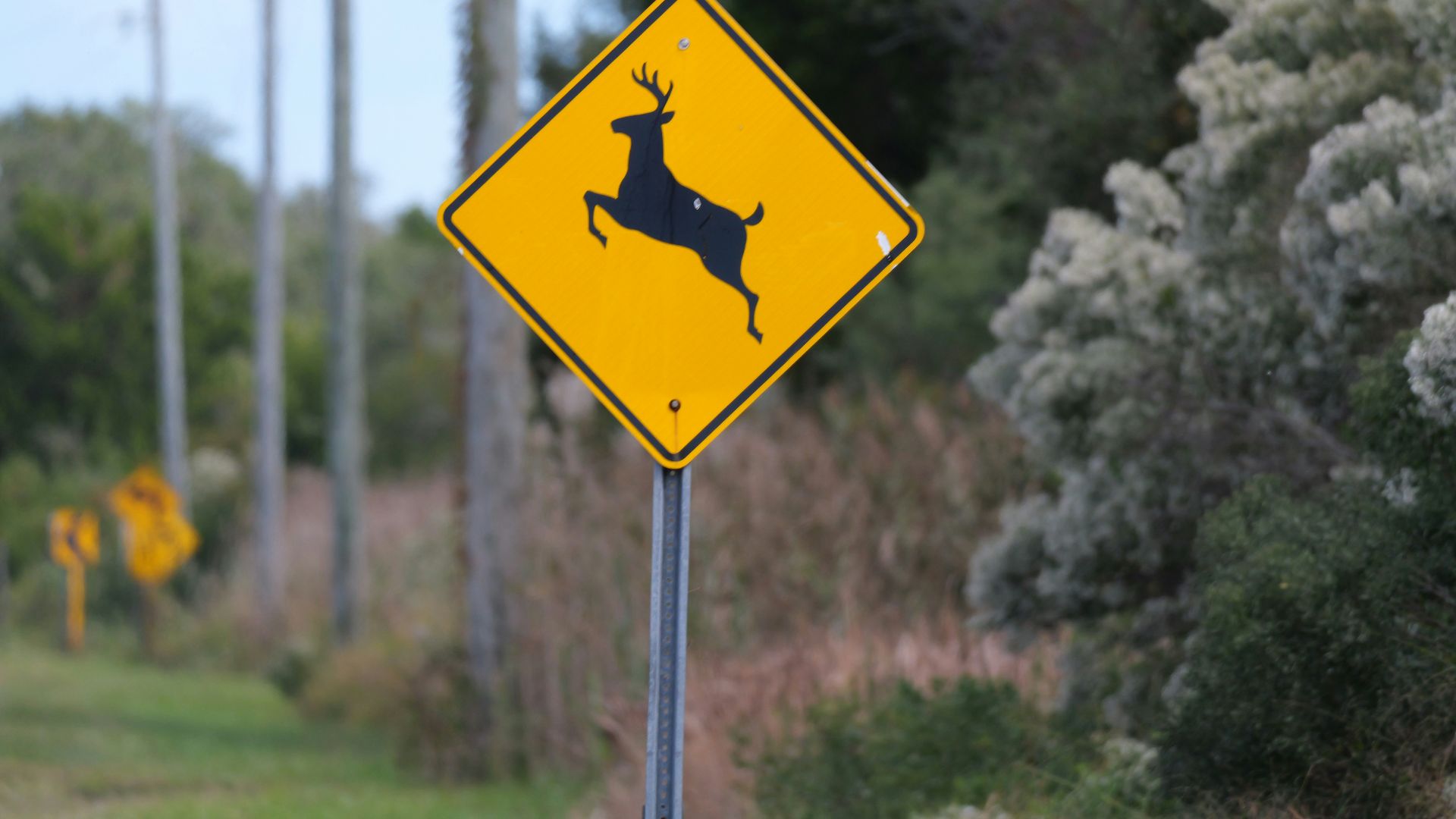 Yellow diamond deer crossing warning sign