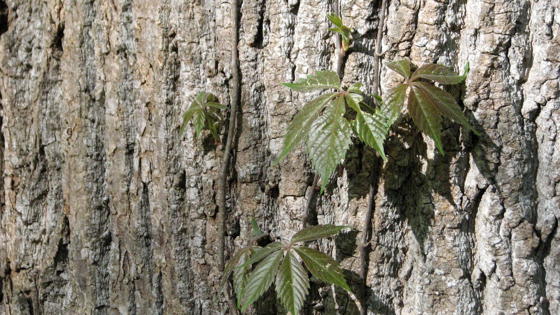 File:Tree and Vine Hemlock Bluffs 9346.jpg
