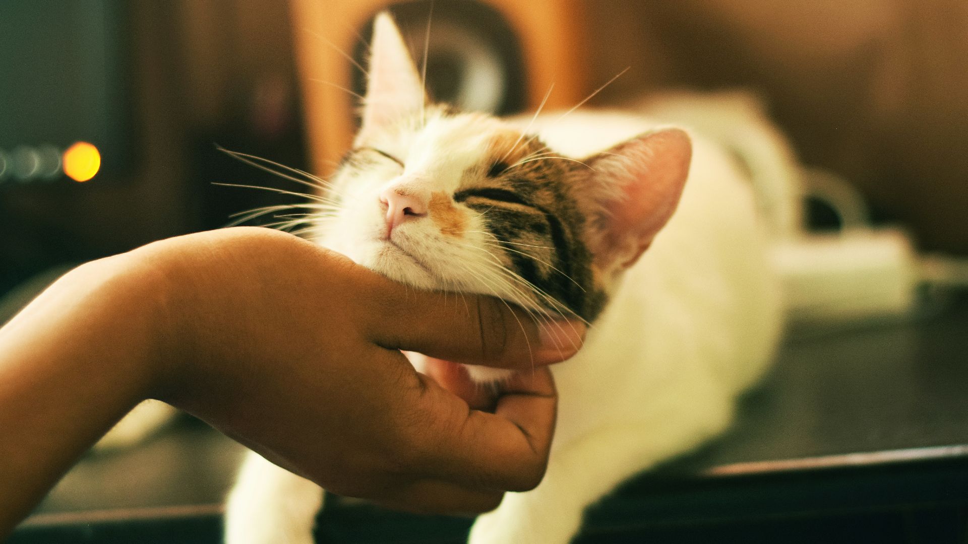 shallow focus photography of white and brown cat
