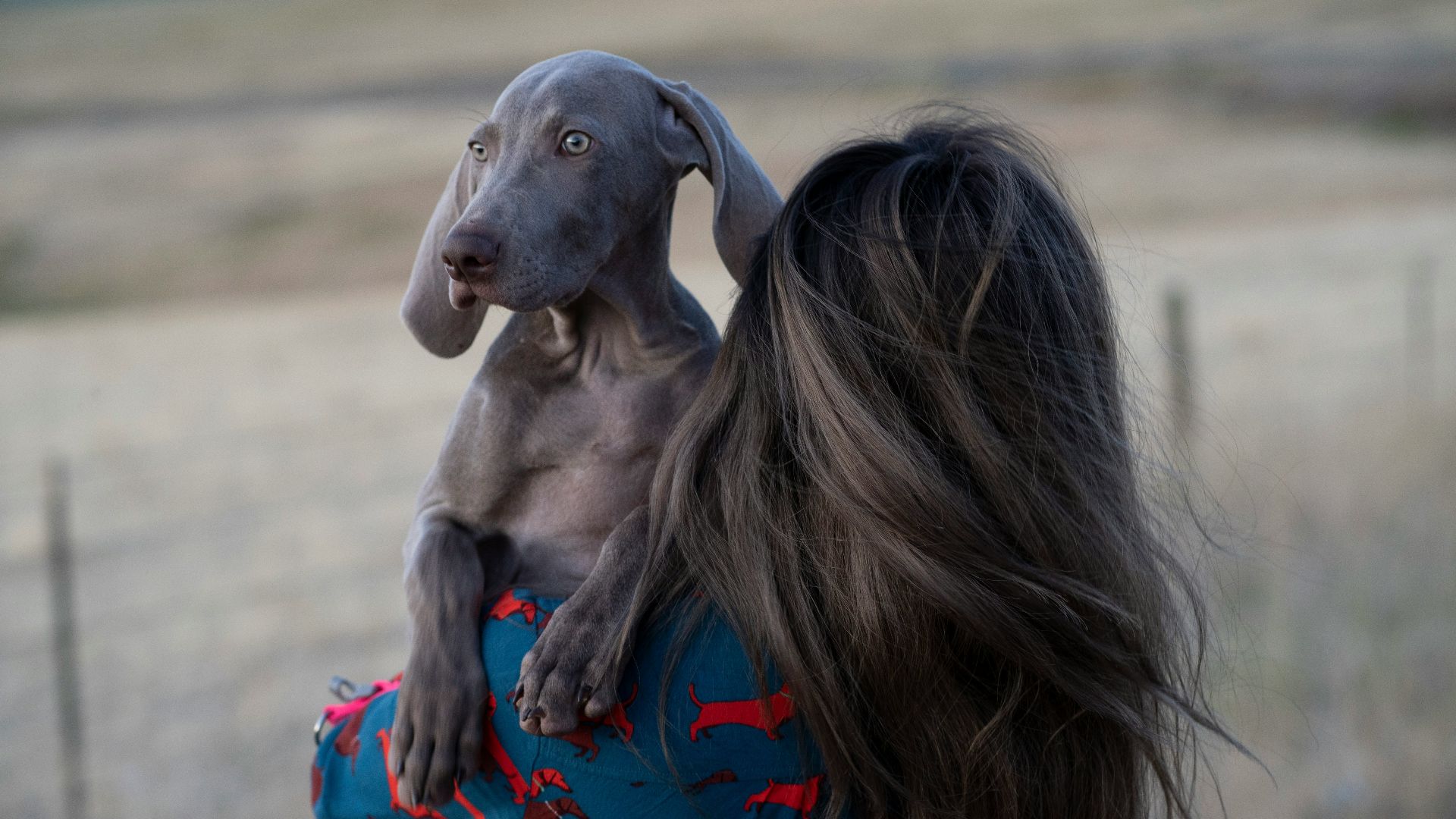 woman in red shirt hugging gray short coated dog