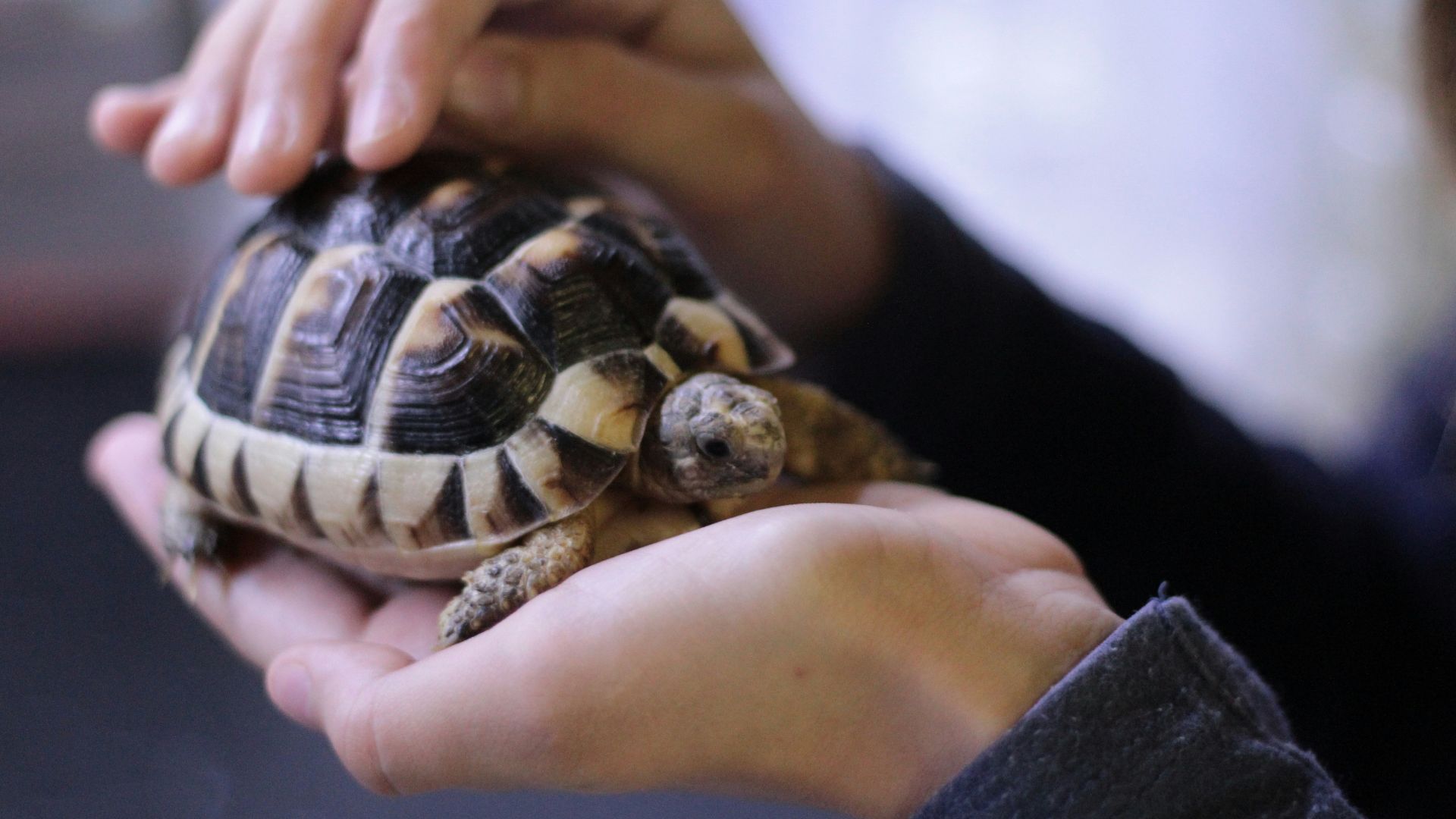 person holding turtle