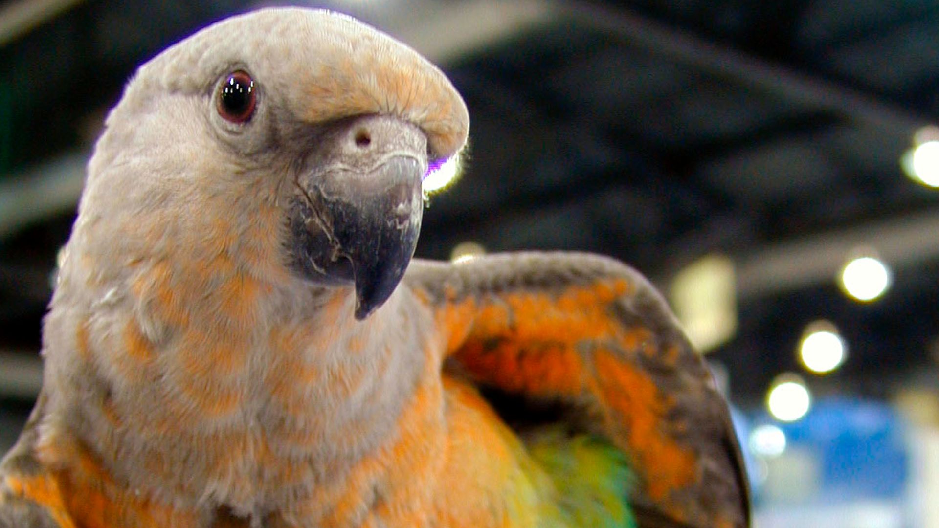 File:Poicephalus rufiventris (Juvenile male) -stretching-8a.jpg