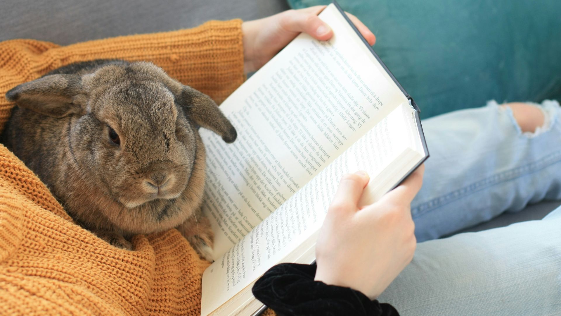 a person sitting on a couch reading a book with a rabbit sitting on top of