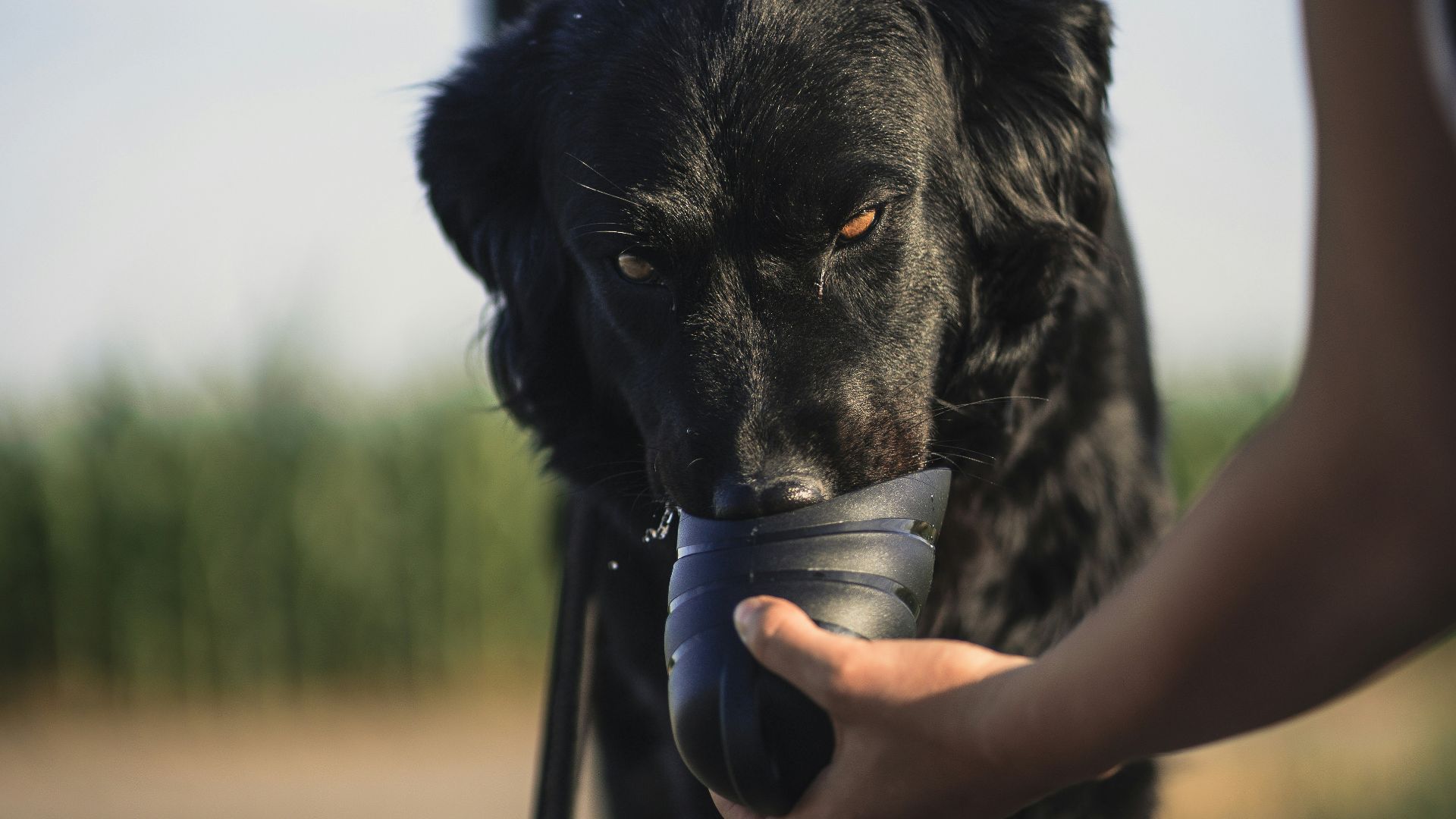 person holding cup of water to black short coat large dog