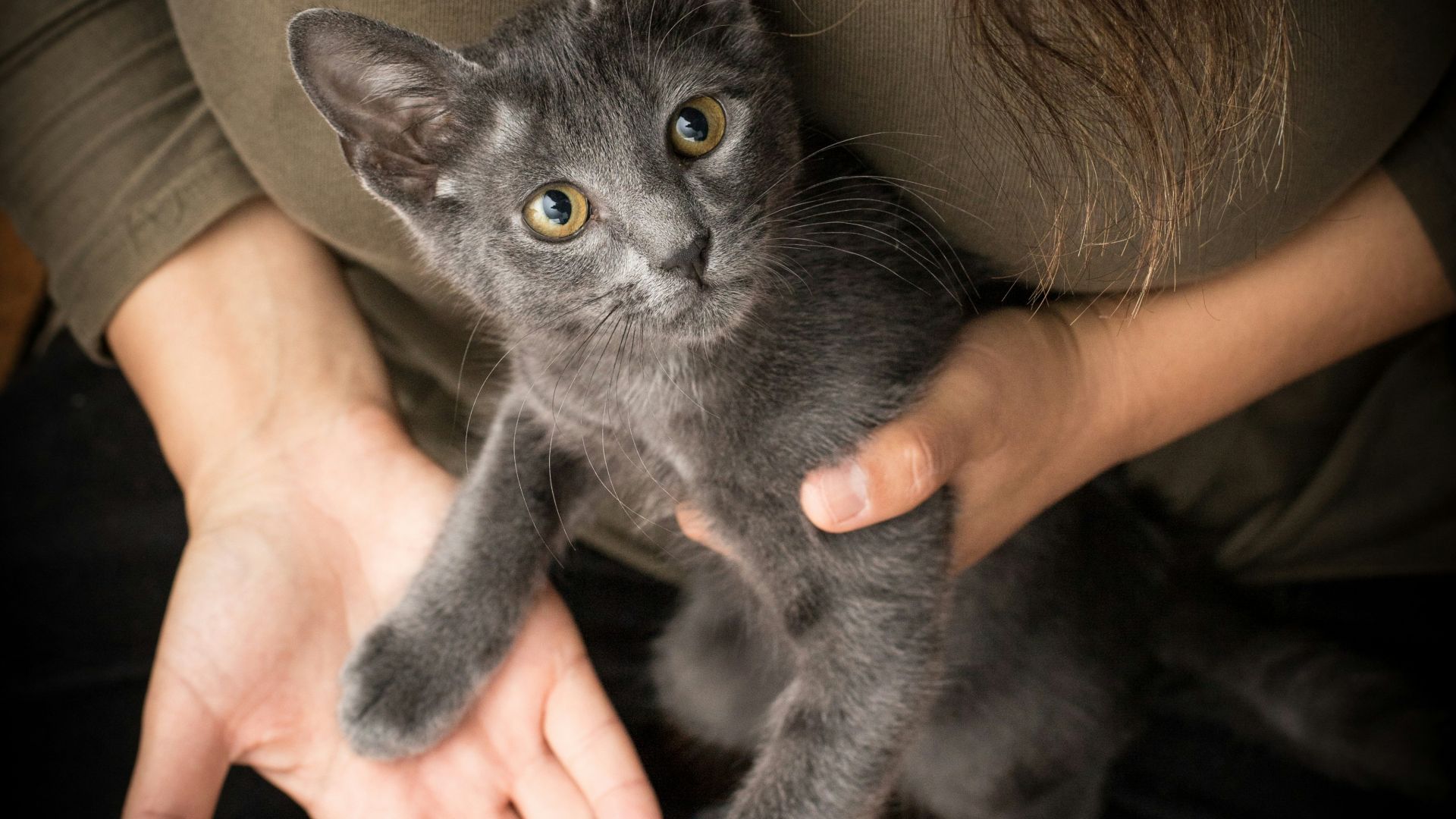 person holding black cat on brown leather couch