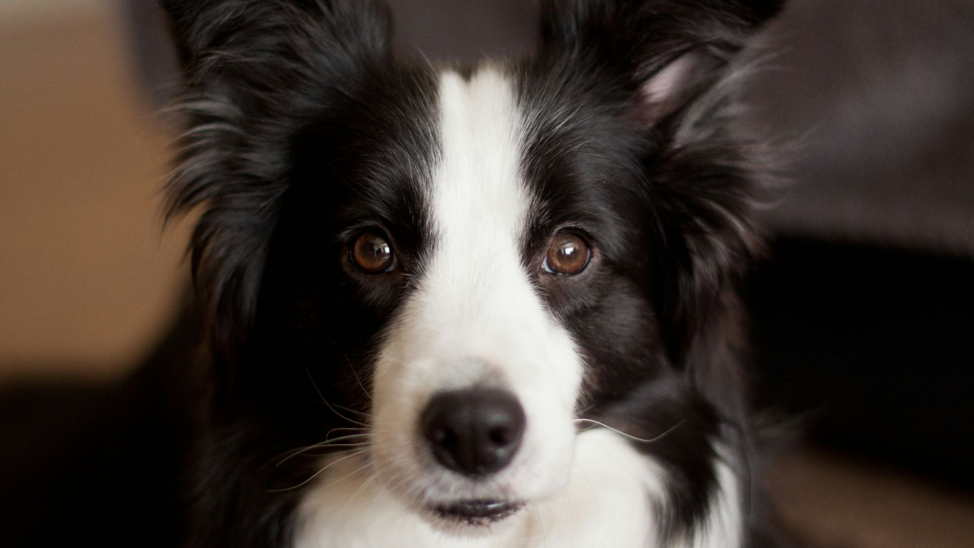 long-coated white and black dog closeup photo