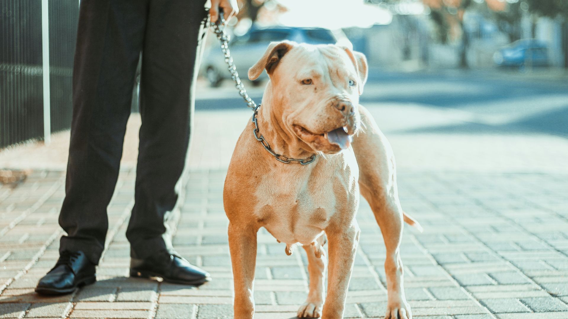 brown and white american pitbull terrier mix sitting on sidewalk during daytime