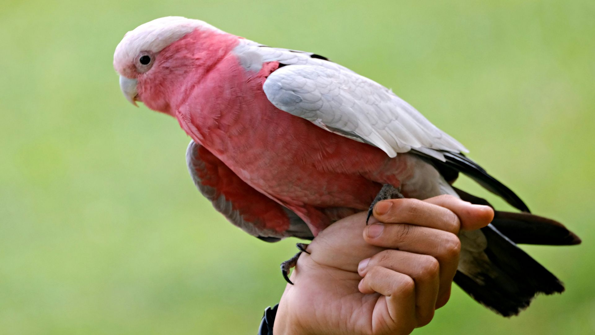 Pink parrot perched on a human hand