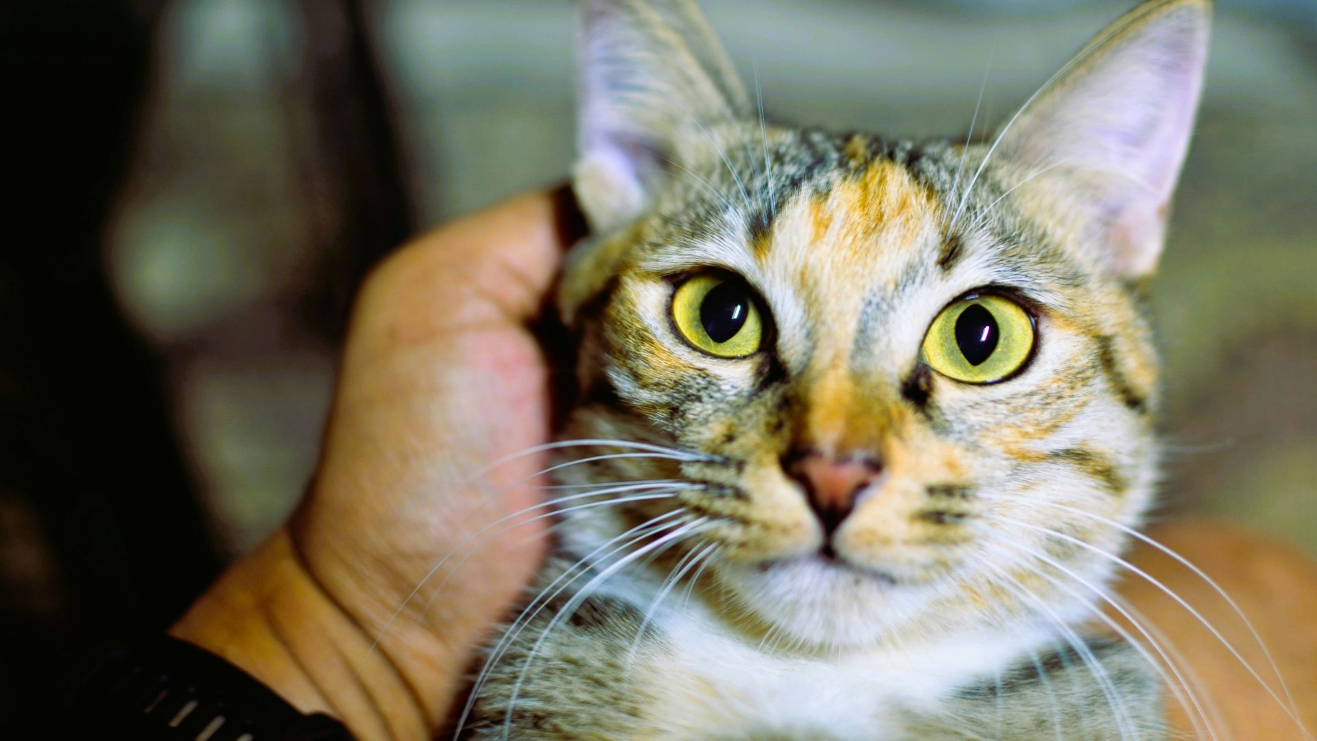 A person petting a tabby cat with yellow eyes.