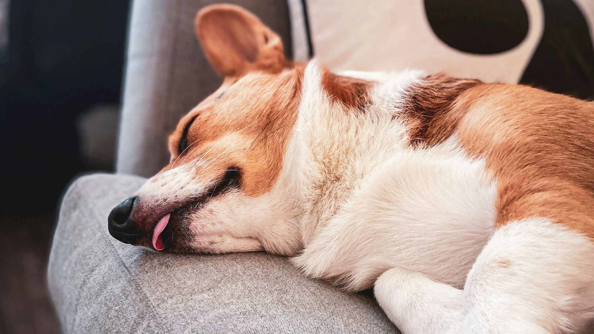 a brown and white dog laying on top of a couch