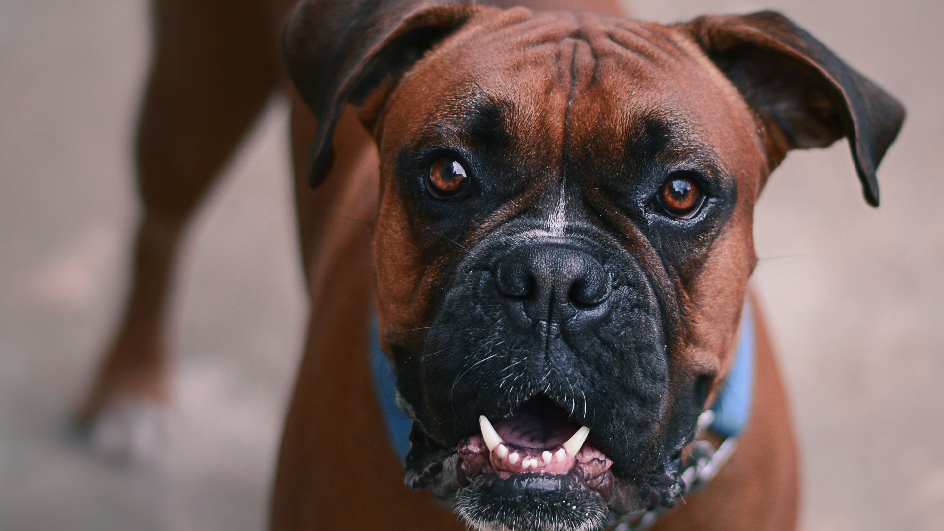 brown and black dog figurine