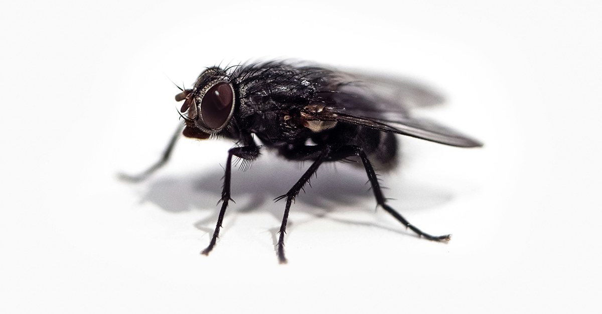 fly on a white background