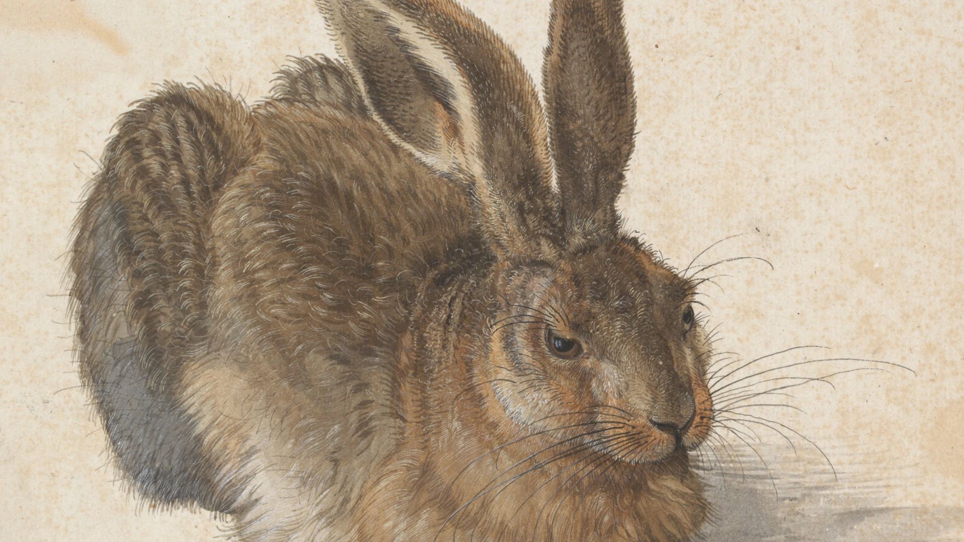 File:Albrecht Dürer - Hare, 1502 - Google Art Project.jpg