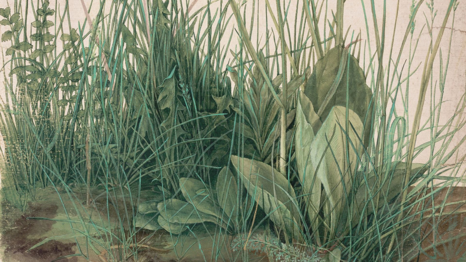 File:Albrecht Dürer - The Large Piece of Turf, 1503 - Google Art Project.jpg