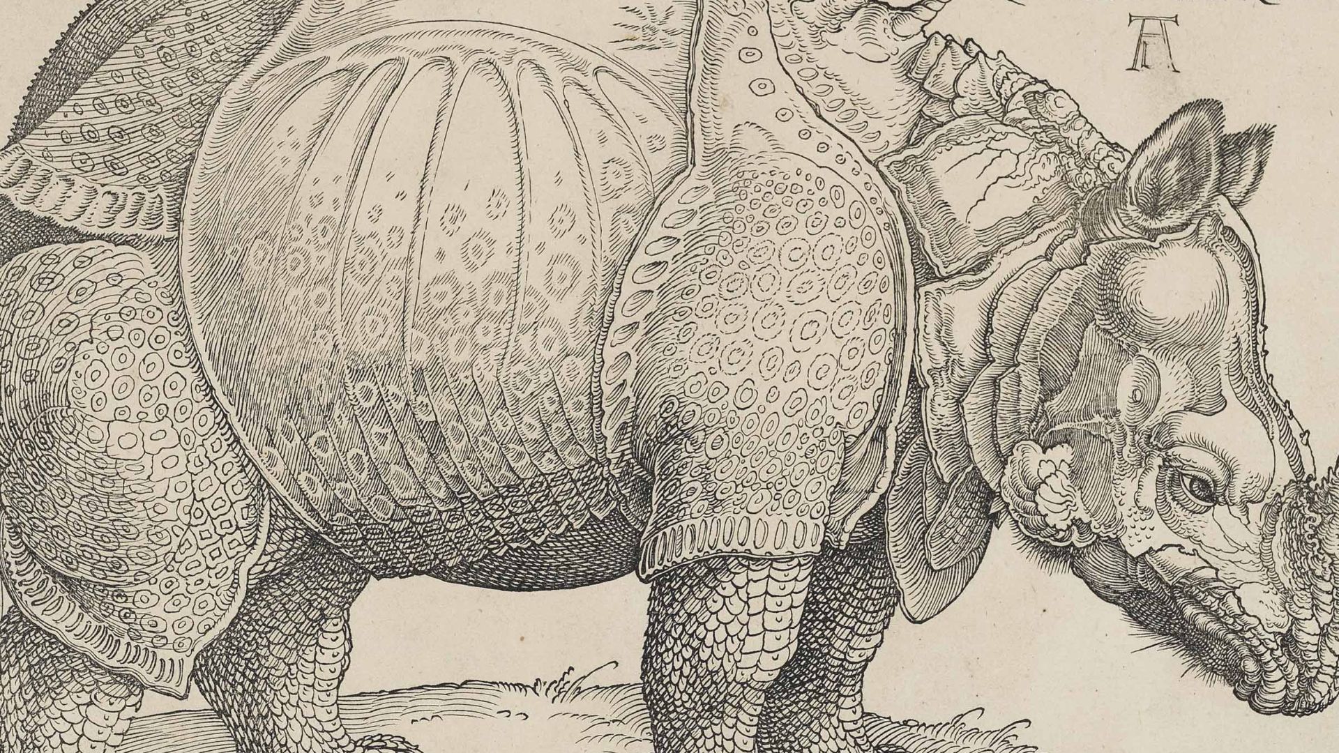 File:Dürer's Rhinoceros, 1515.jpg