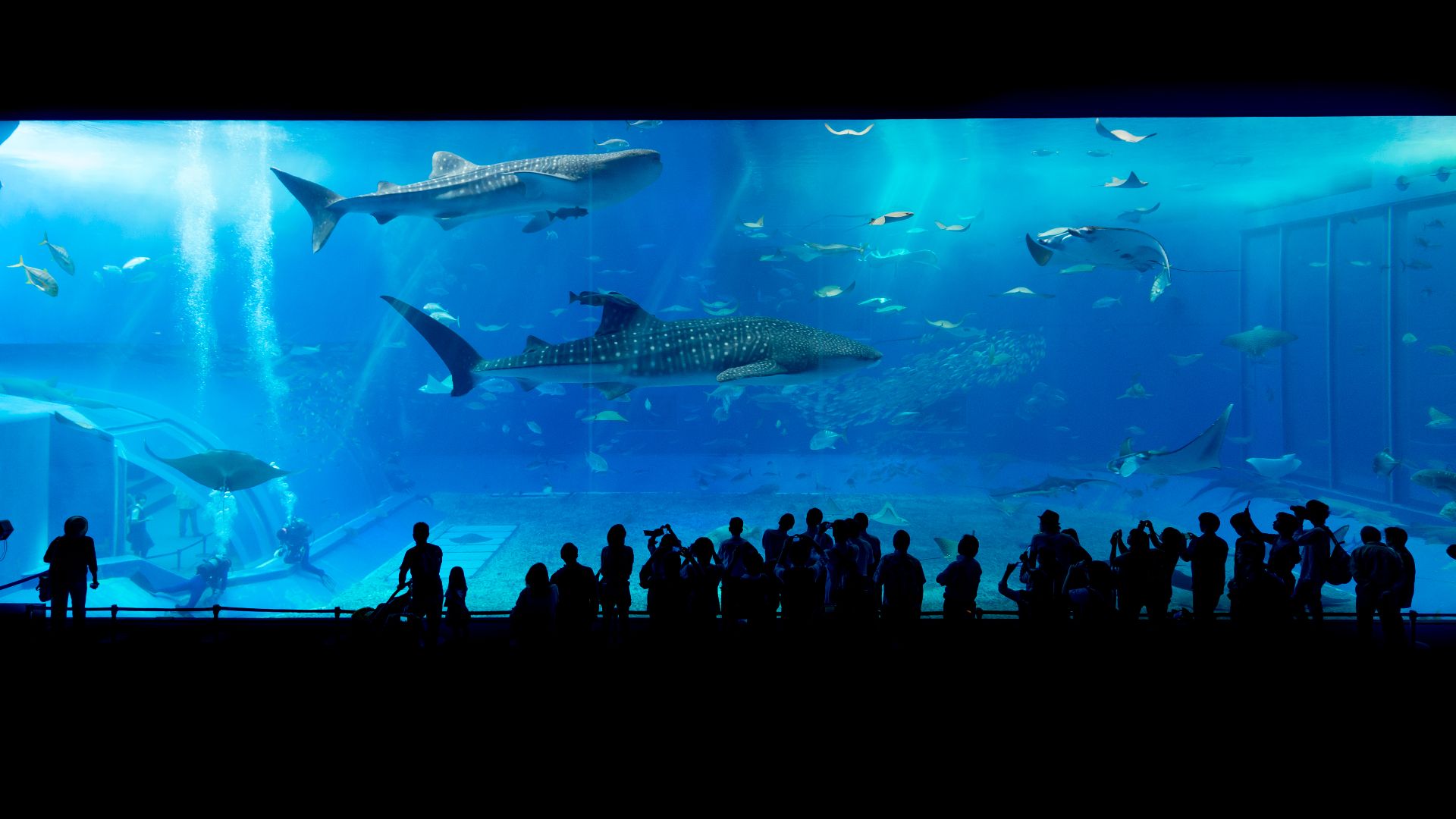 File:Okinawa Aquarium.jpg