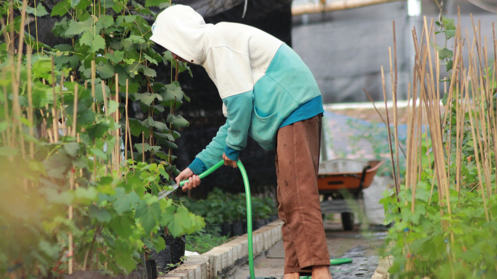 A woman is watering plants in a garden
