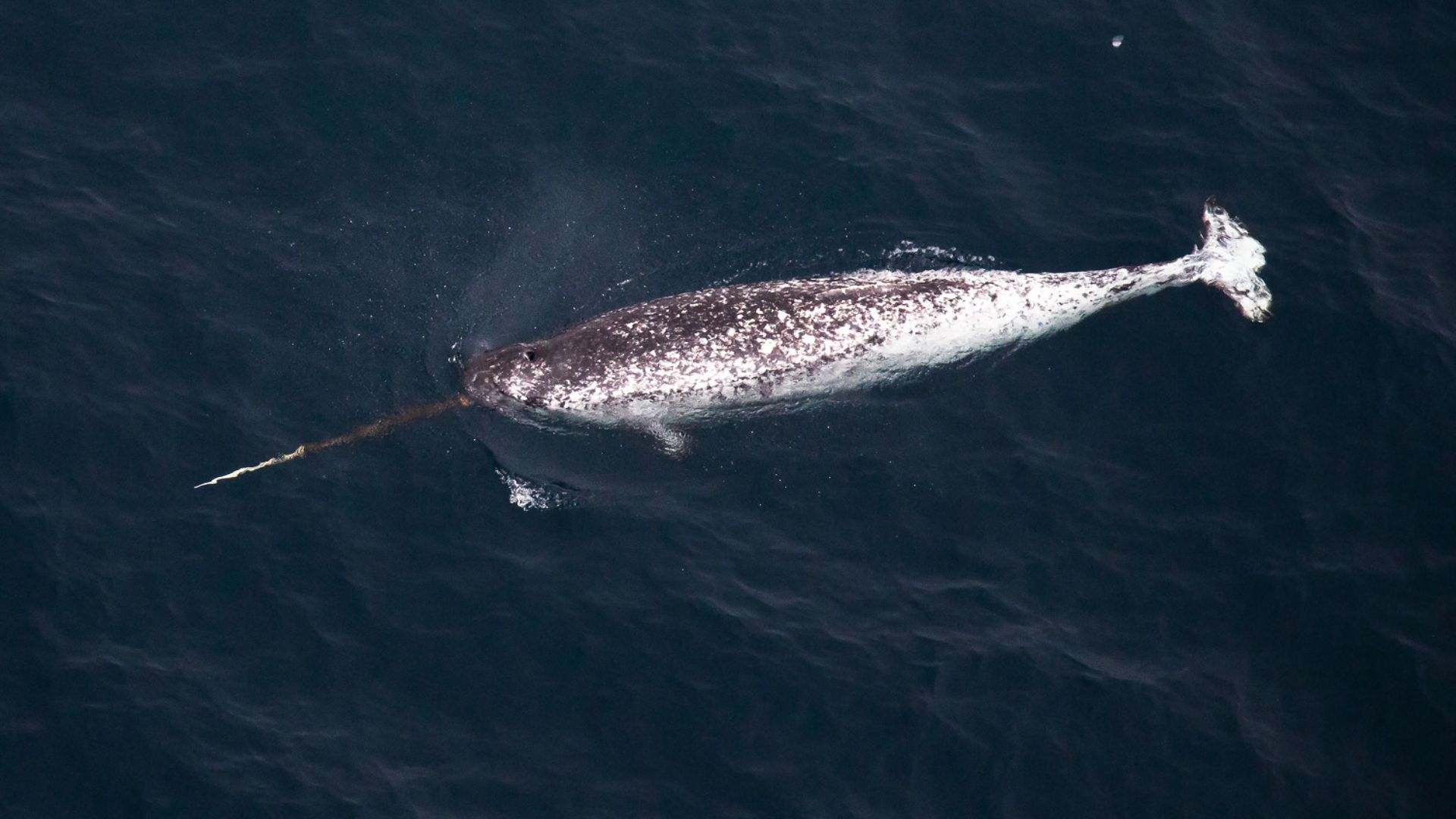 File:Нарвал в российской Арктике.jpg