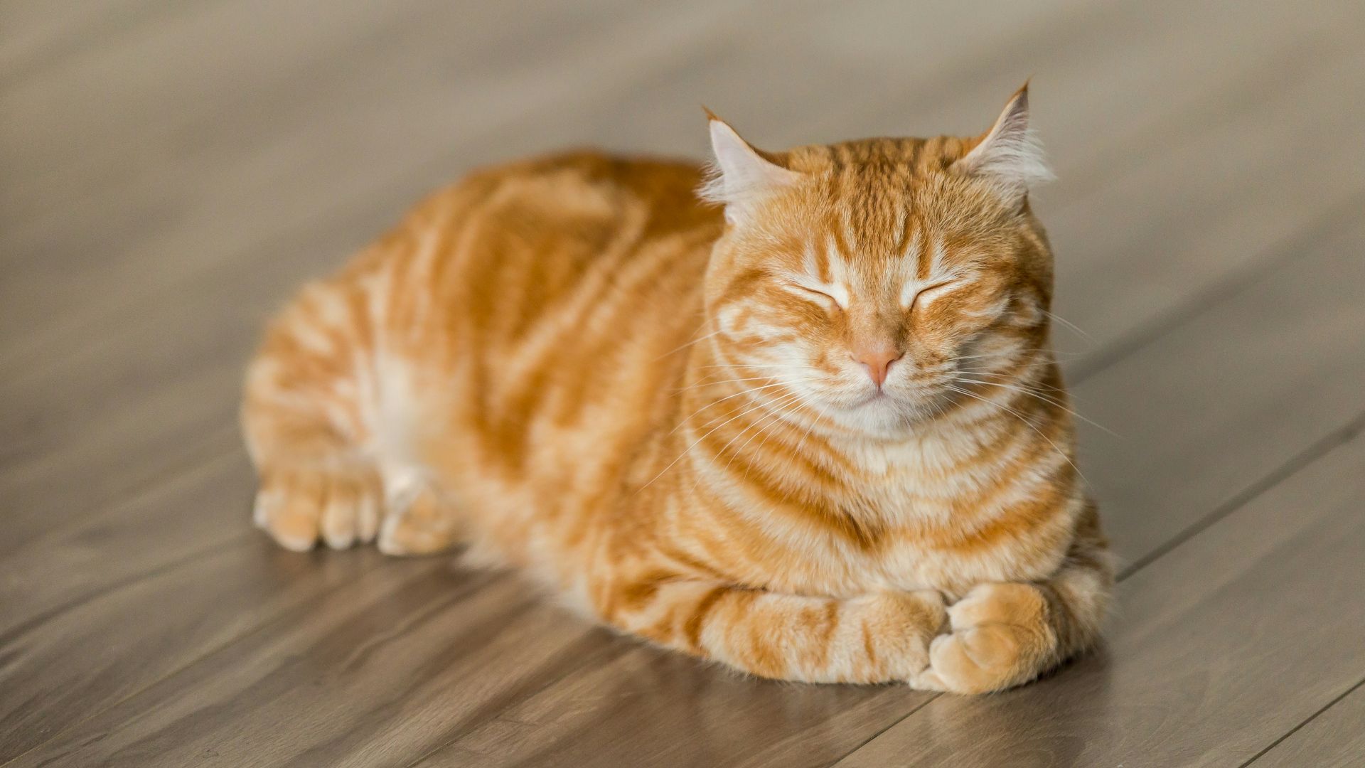 orange tabby cat on brown parquet floor