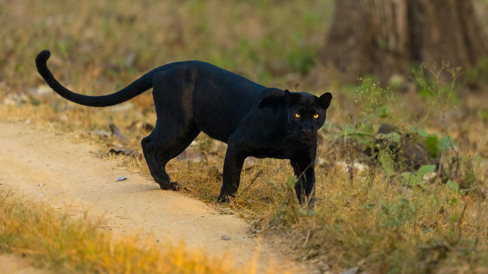 Bharath Kumar  Venkatesh