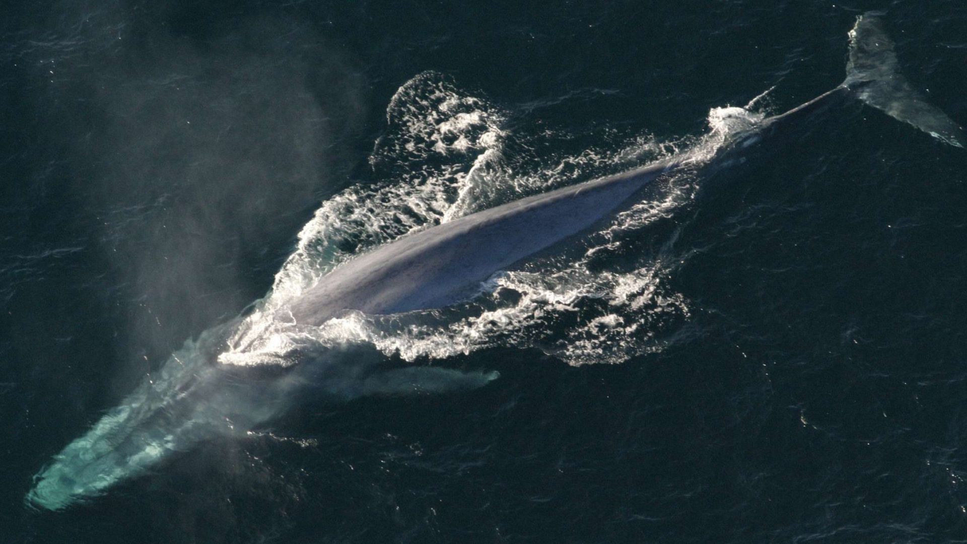 File:Anim1754 - Flickr - NOAA Photo Library (rotated).jpg