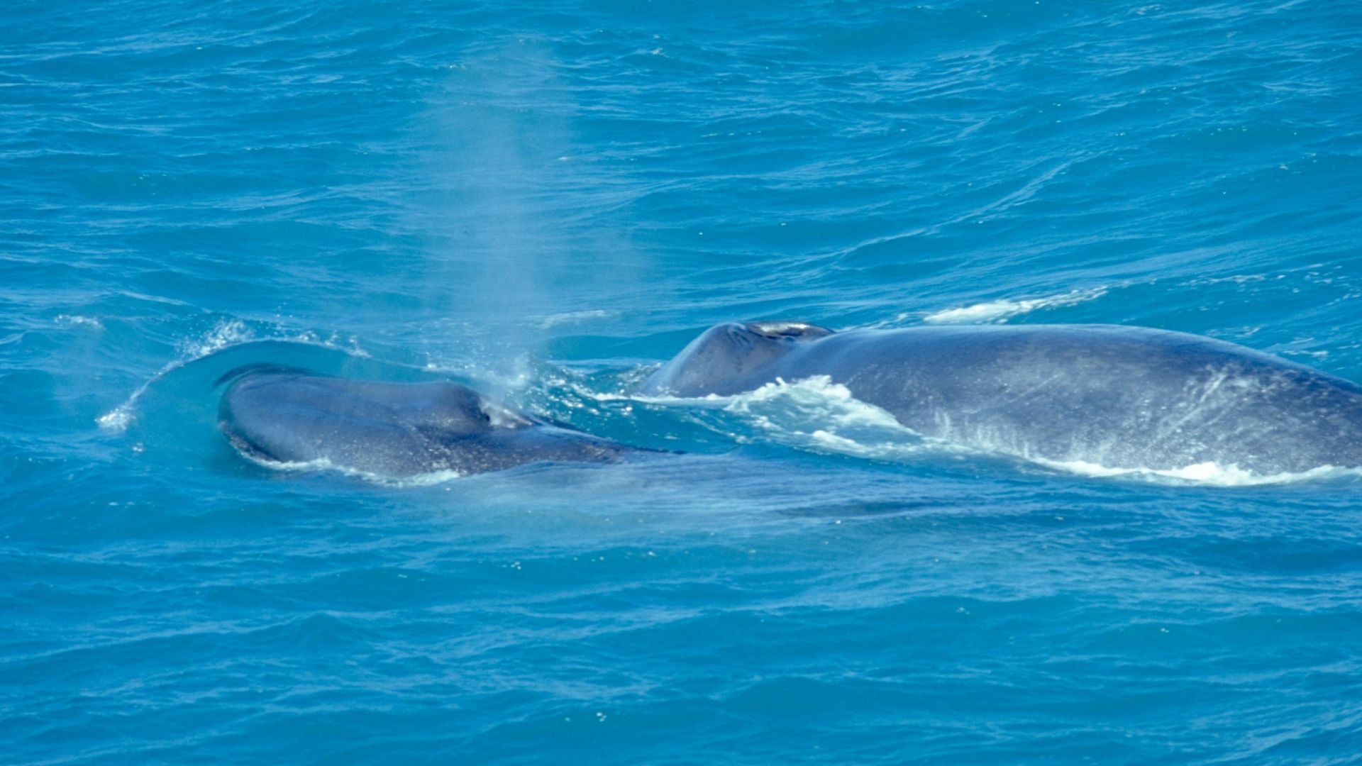 File:BlueWhaleWithCalf.jpg