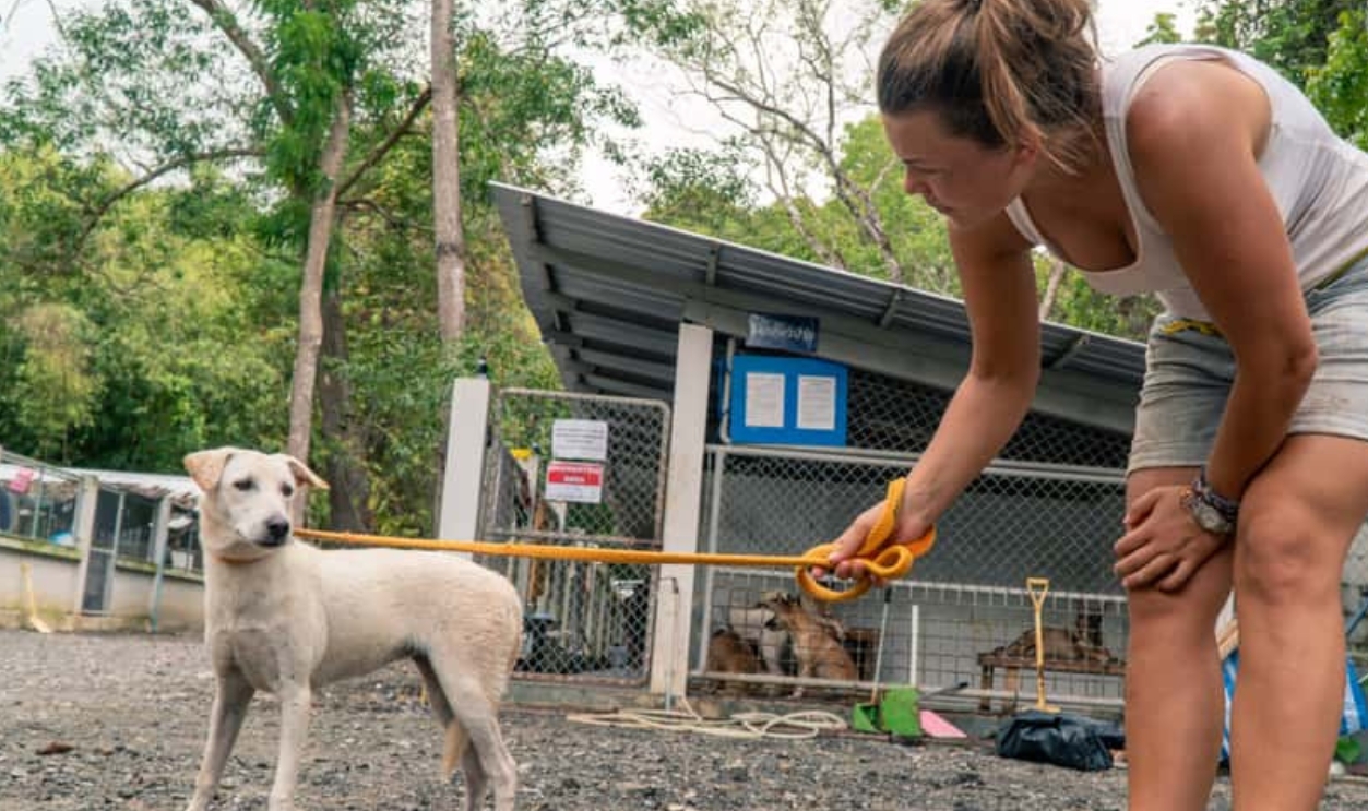 Local Dog Shelter, Shutterstock, 1529699639