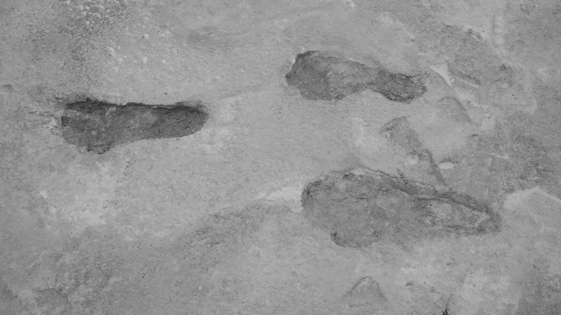 File:Black and White Footprints (b0d6859c-17a5-4254-8901-cc116f9893e4).JPG
