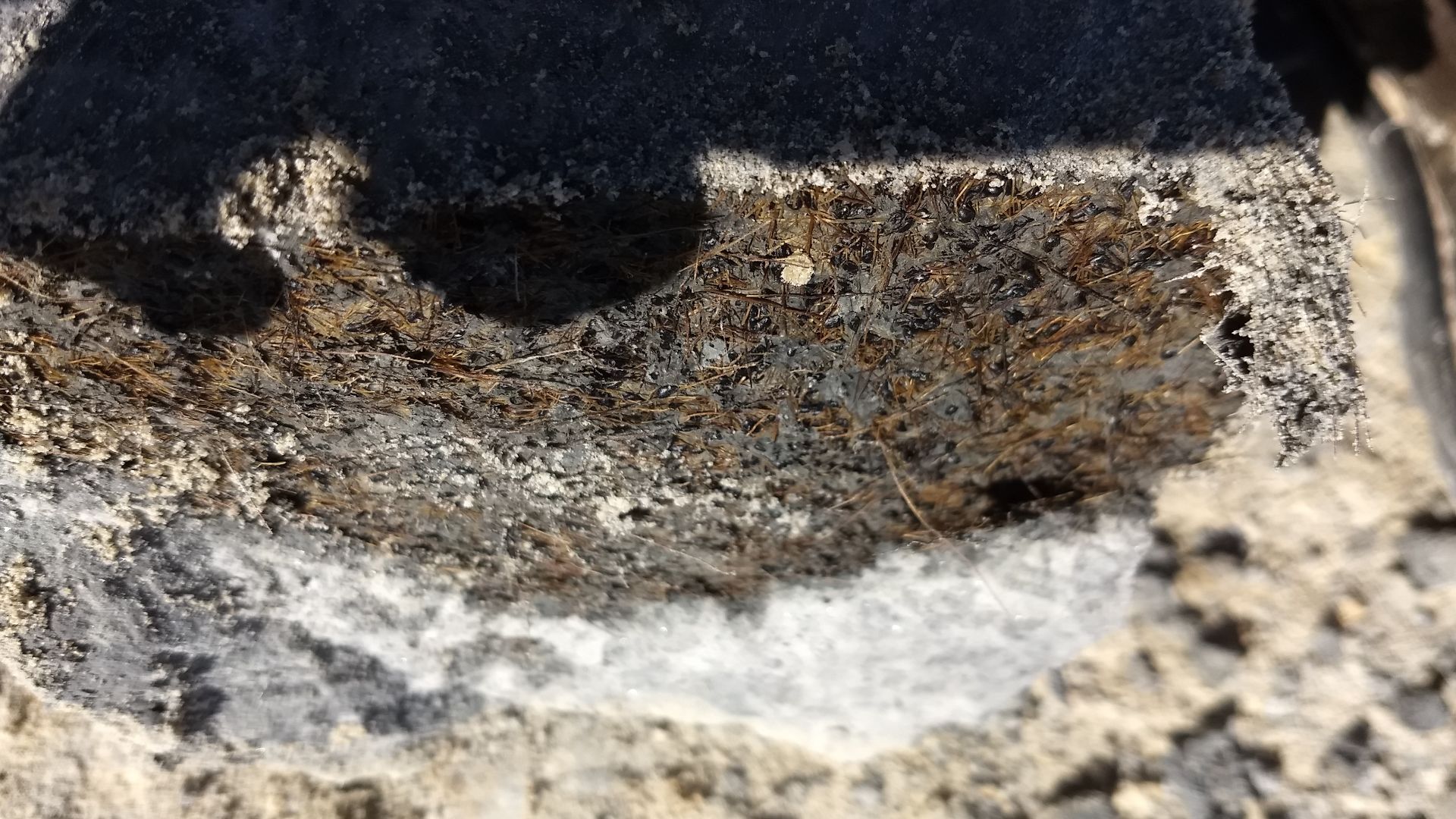 File:Deposit of Ice Age Seeds (cc45f5df-30e3-4f4c-a8a3-97807a42a366).jpg