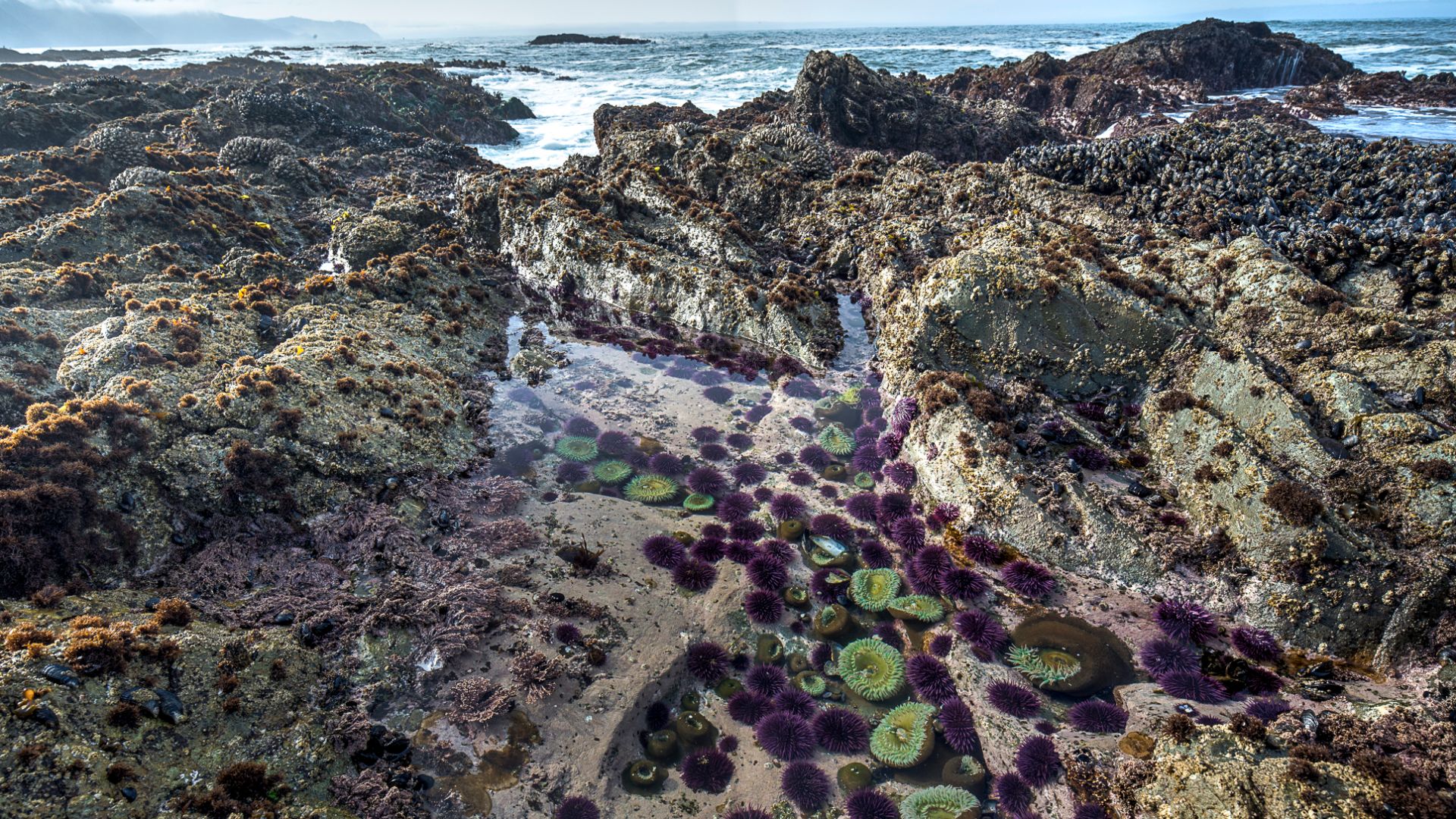 File:-conservationlands15 Social Media Takeover, November, Top 15 Places to View Wildlife on National Conservation Lands (22799455480).jpg